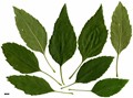SpeciesSub: 'Monophylla'