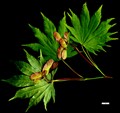 SpeciesSub: 'Palmatifolium'
