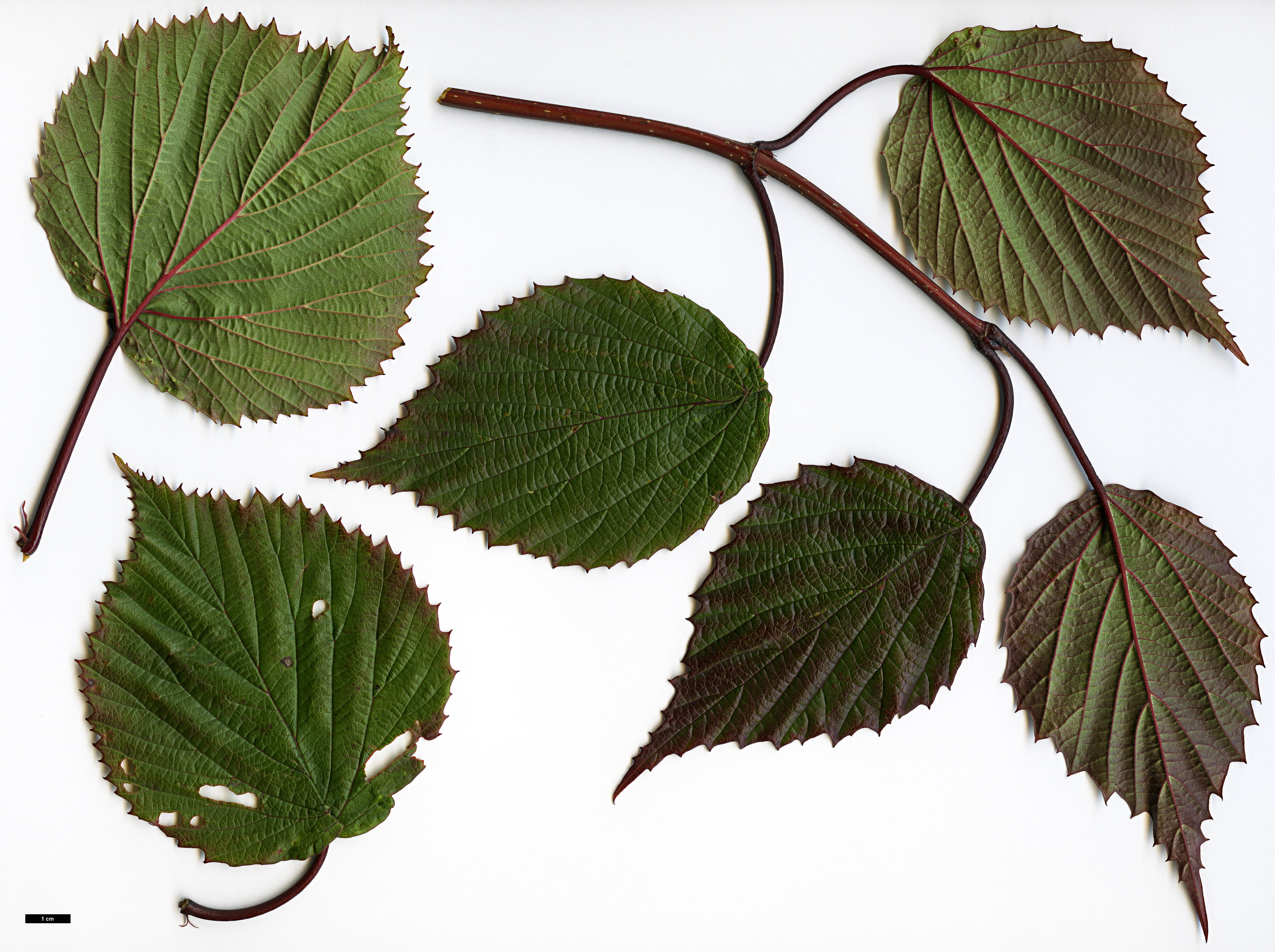High resolution image: Family: Adoxaceae - Genus: Viburnum - Taxon: betulifolium