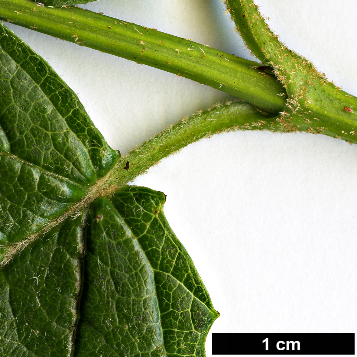 High resolution image: Family: Adoxaceae - Genus: Viburnum - Taxon: bracteatum