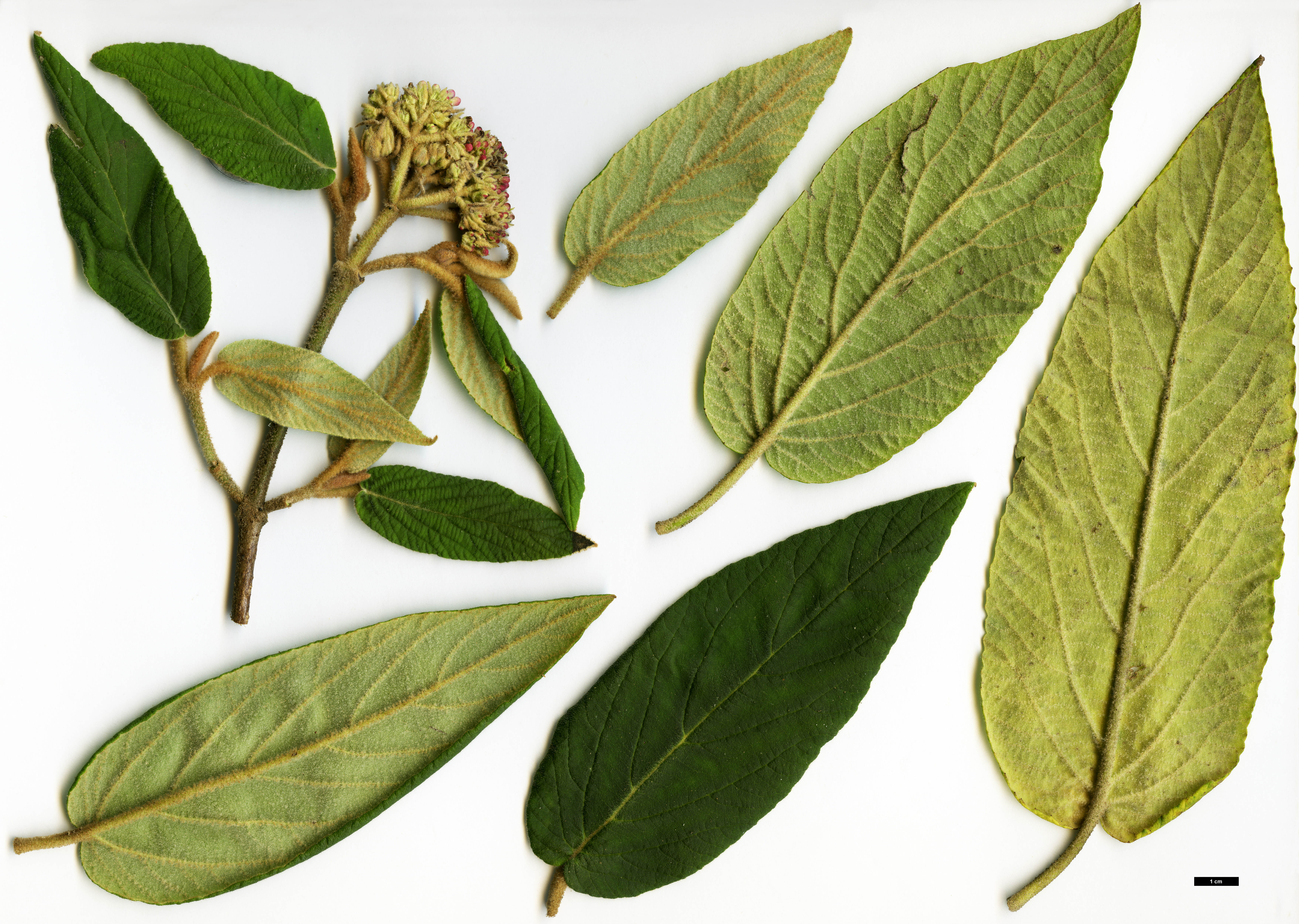 High resolution image: Family: Adoxaceae - Genus: Viburnum - Taxon: buddleifolium