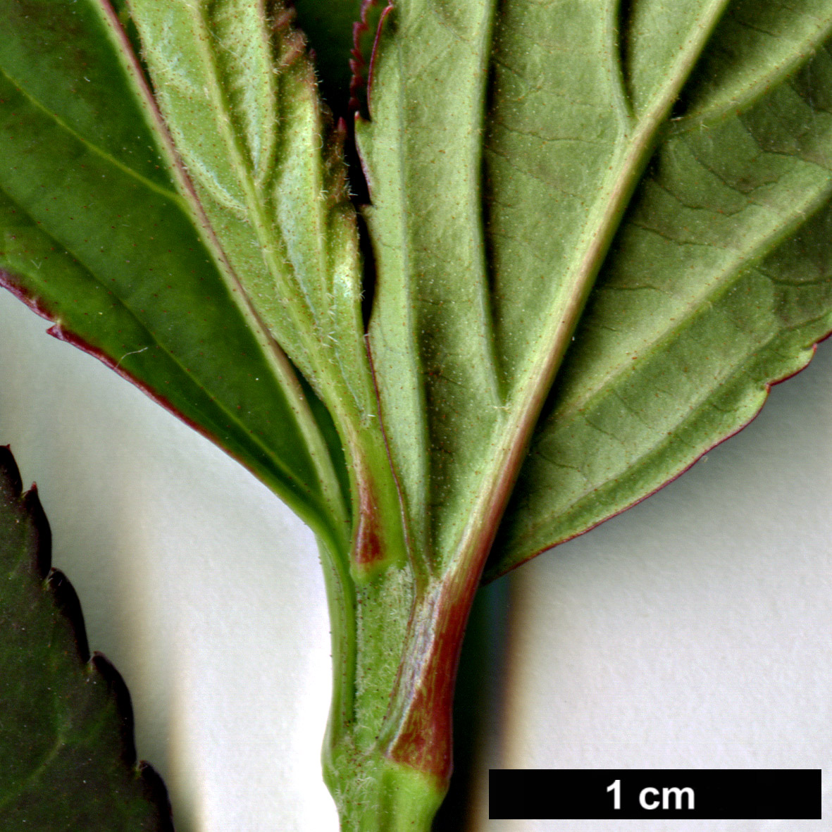 High resolution image: Family: Adoxaceae - Genus: Viburnum - Taxon: chingii