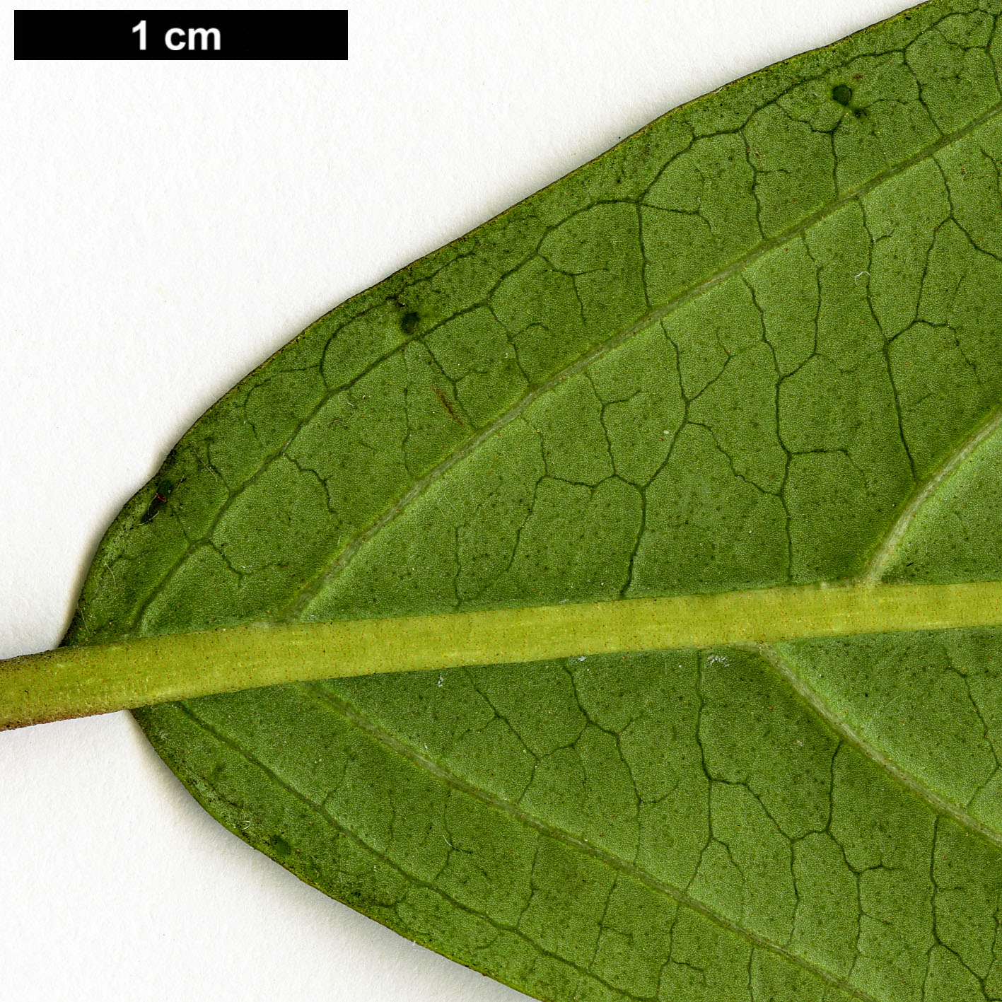 High resolution image: Family: Adoxaceae - Genus: Viburnum - Taxon: cylindricum - SpeciesSub: ‘Chino-Crûg’