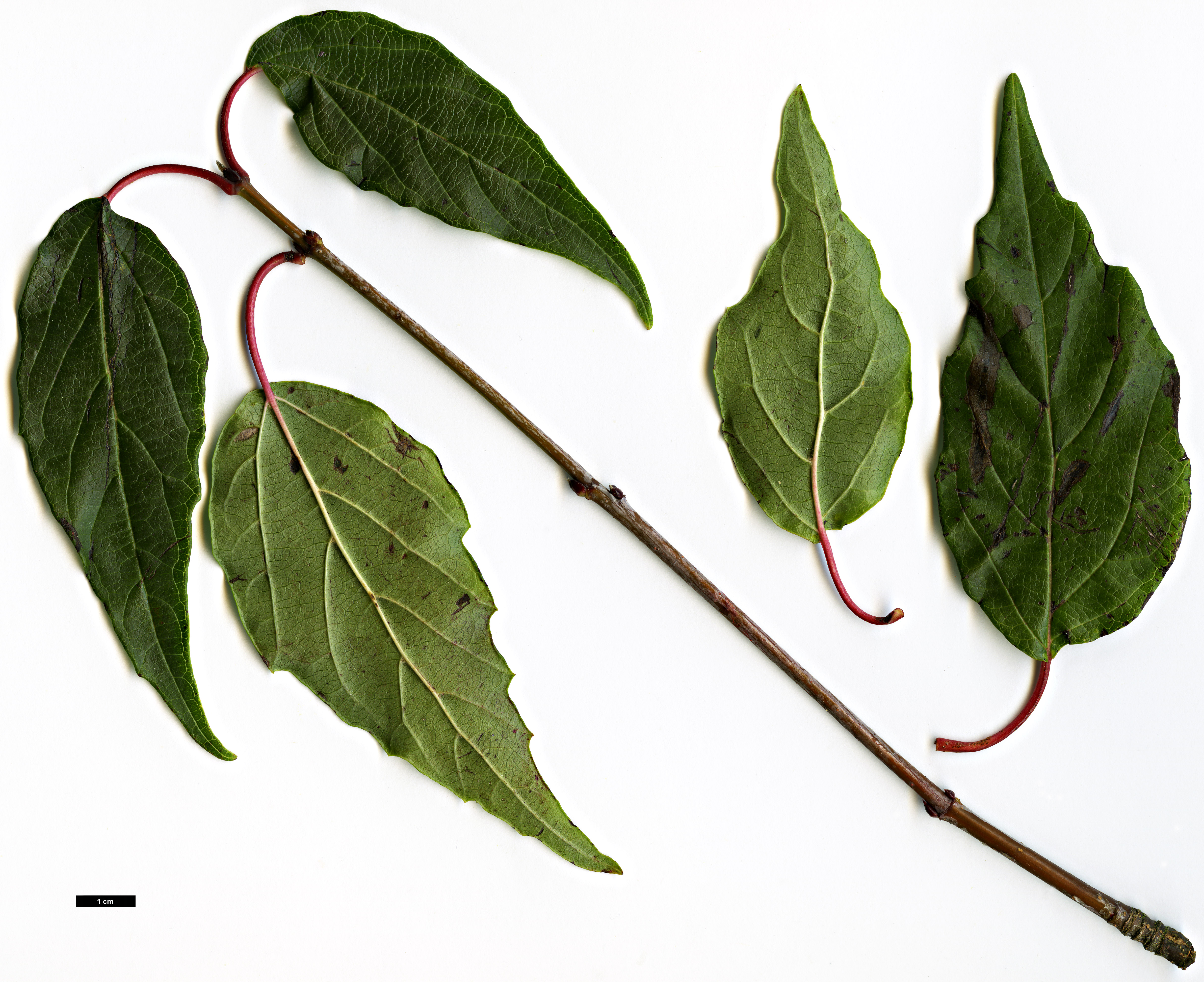 High resolution image: Family: Adoxaceae - Genus: Viburnum - Taxon: dasyanthum