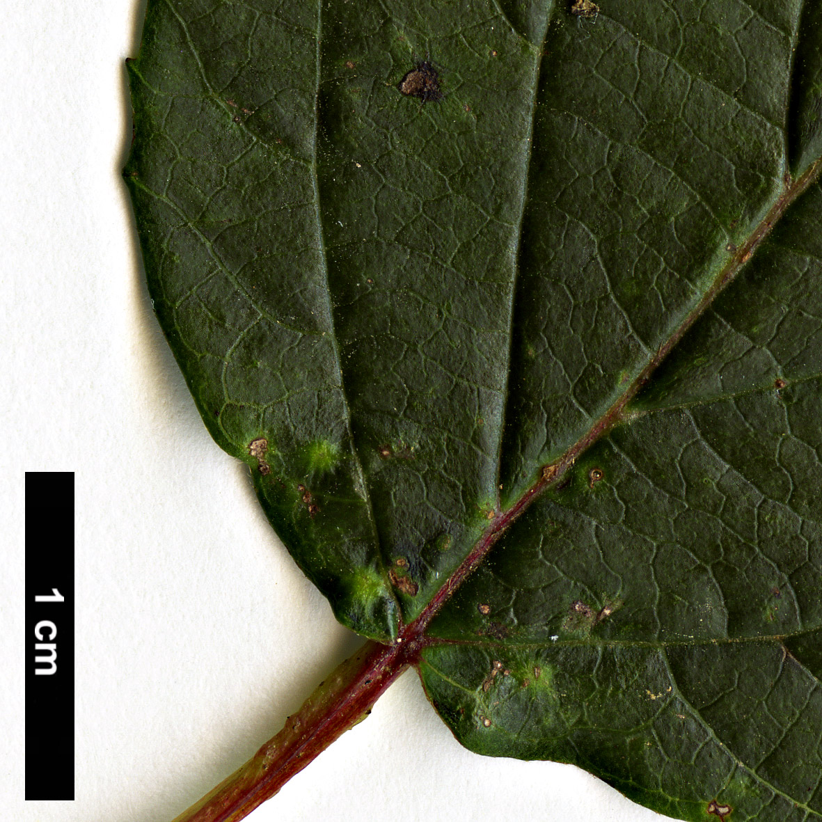 High resolution image: Family: Adoxaceae - Genus: Viburnum - Taxon: dasyanthum