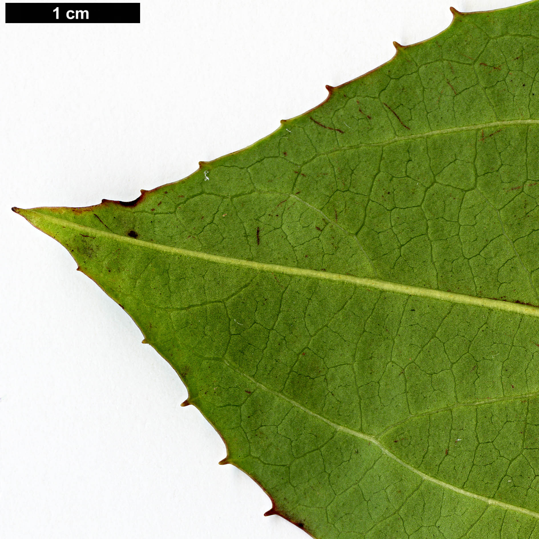 High resolution image: Family: Adoxaceae - Genus: Viburnum - Taxon: davidii
