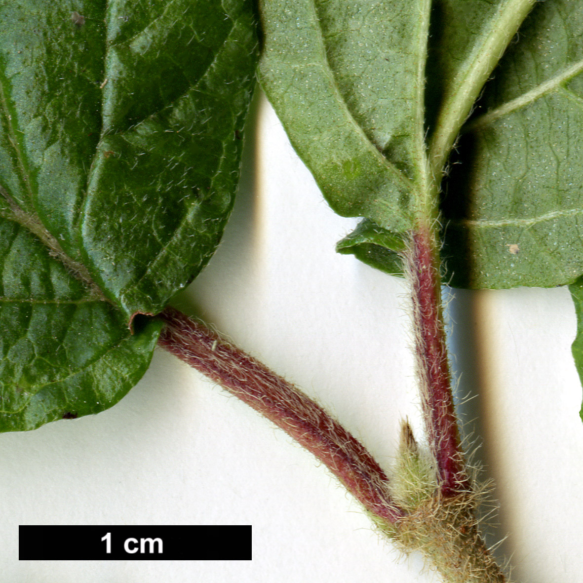 High resolution image: Family: Adoxaceae - Genus: Viburnum - Taxon: dilatatum