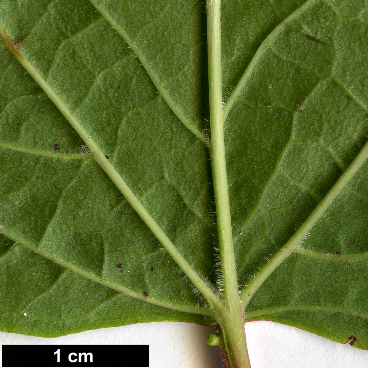 High resolution image: Family: Adoxaceae - Genus: Viburnum - Taxon: edule