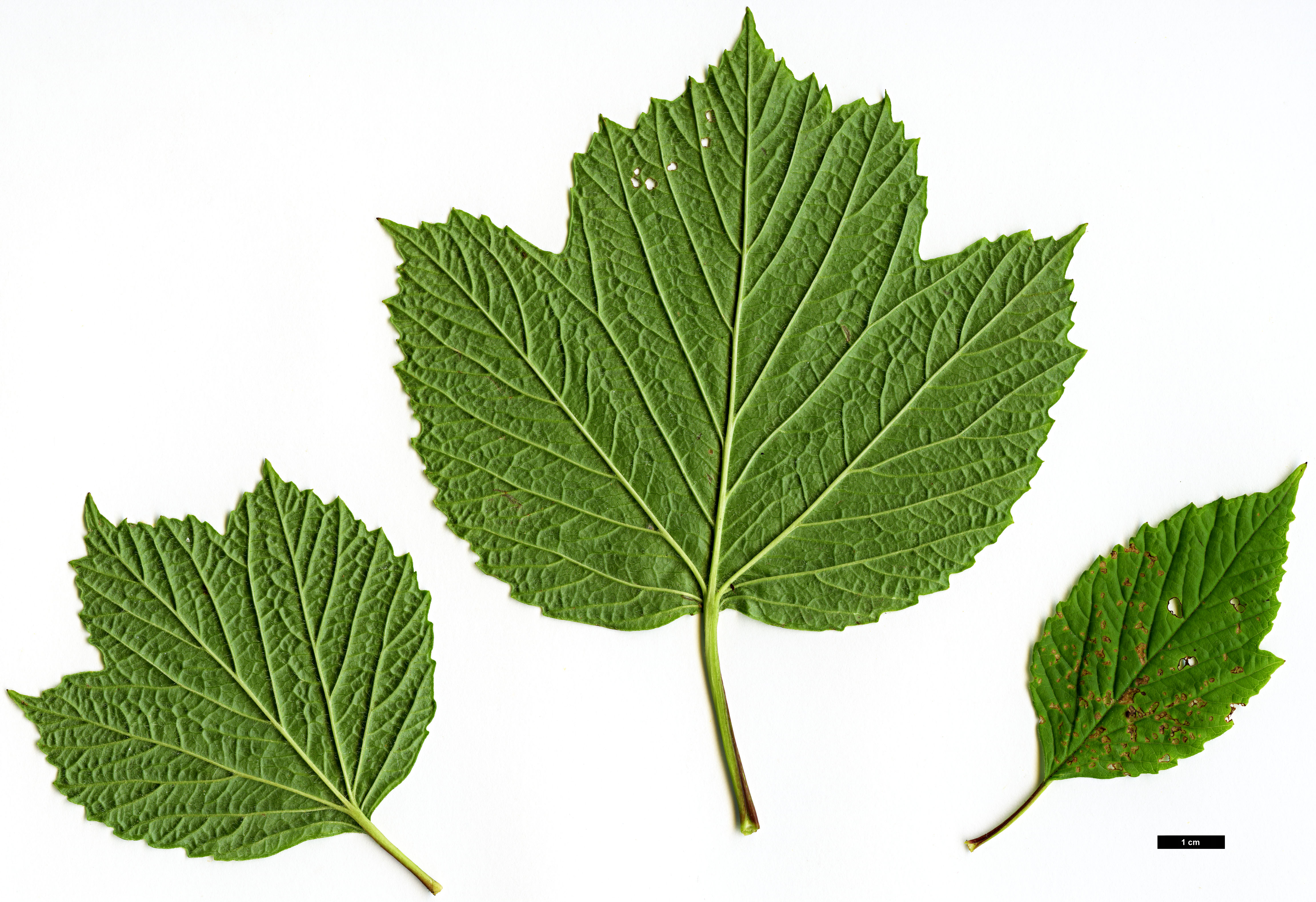 High resolution image: Family: Adoxaceae - Genus: Viburnum - Taxon: edule