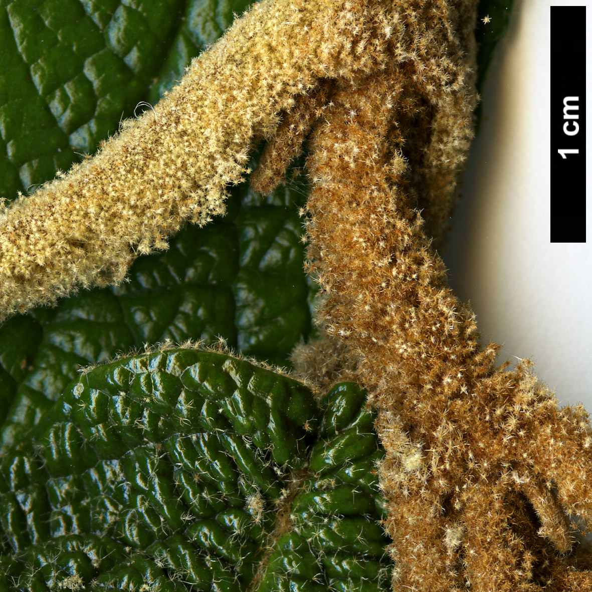 High resolution image: Family: Adoxaceae - Genus: Viburnum - Taxon: rhytidophyllum