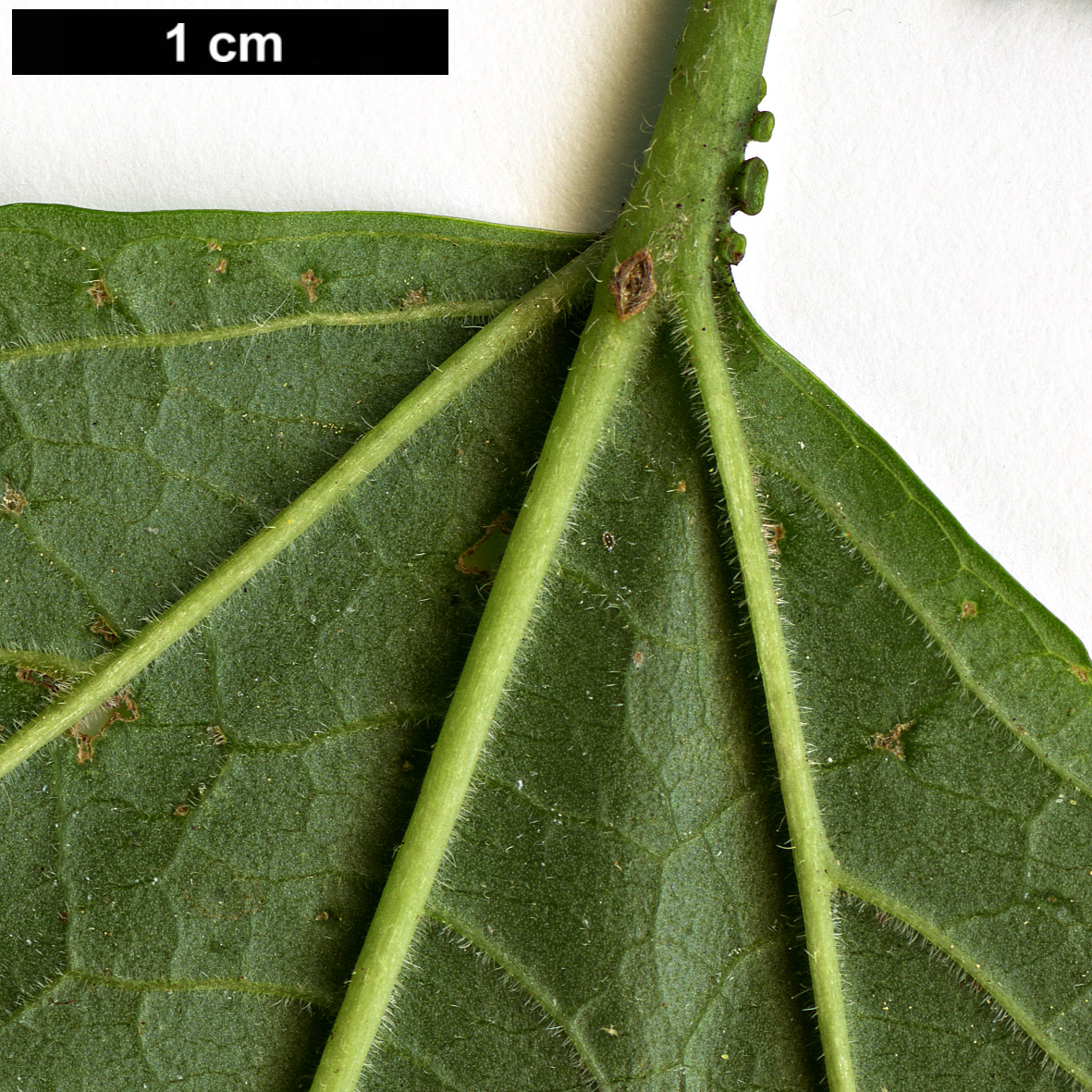 High resolution image: Family: Adoxaceae - Genus: Viburnum - Taxon: sargentii