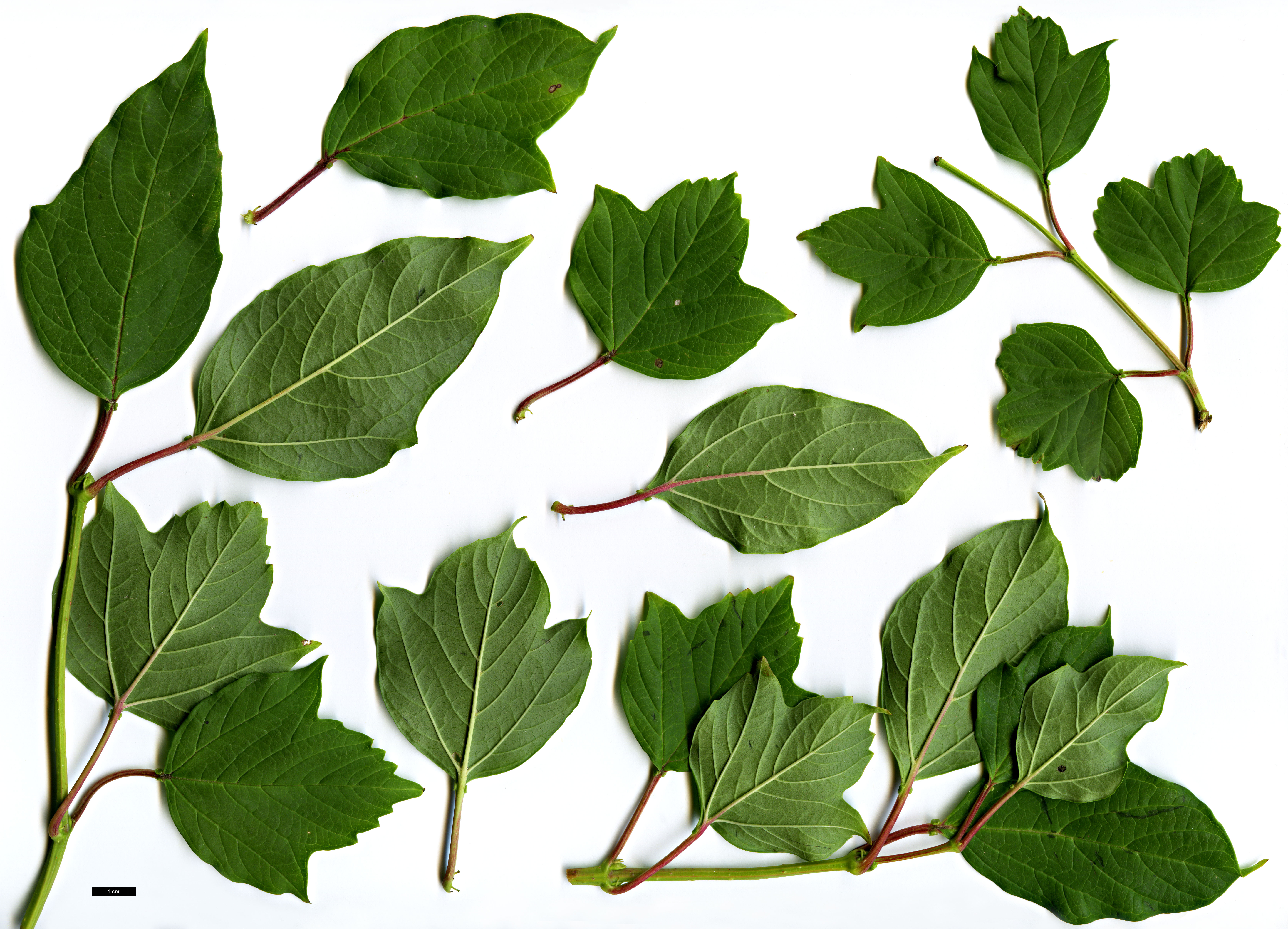High resolution image: Family: Adoxaceae - Genus: Viburnum - Taxon: sargentii