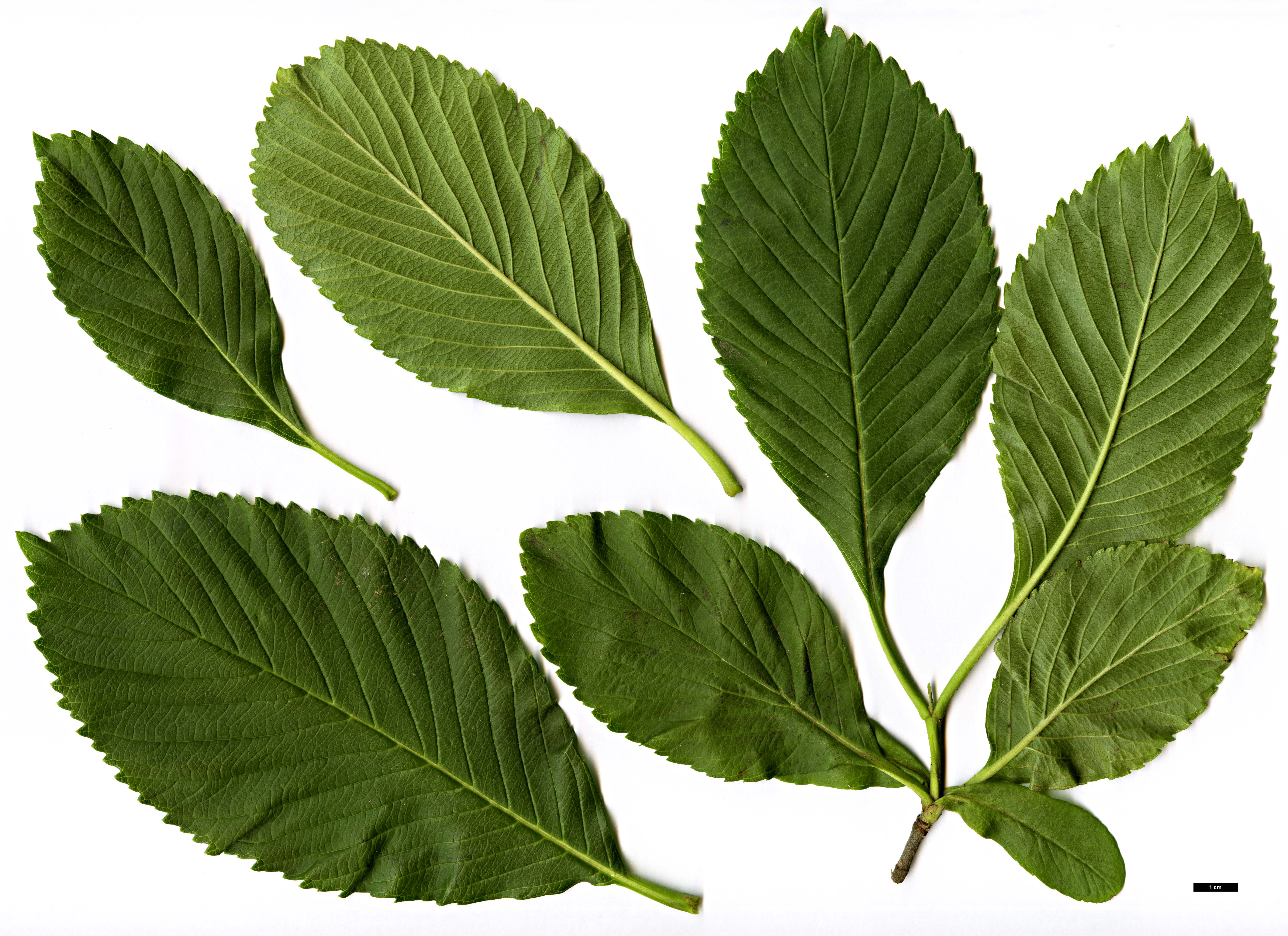 High resolution image: Family: Adoxaceae - Genus: Viburnum - Taxon: sieboldii