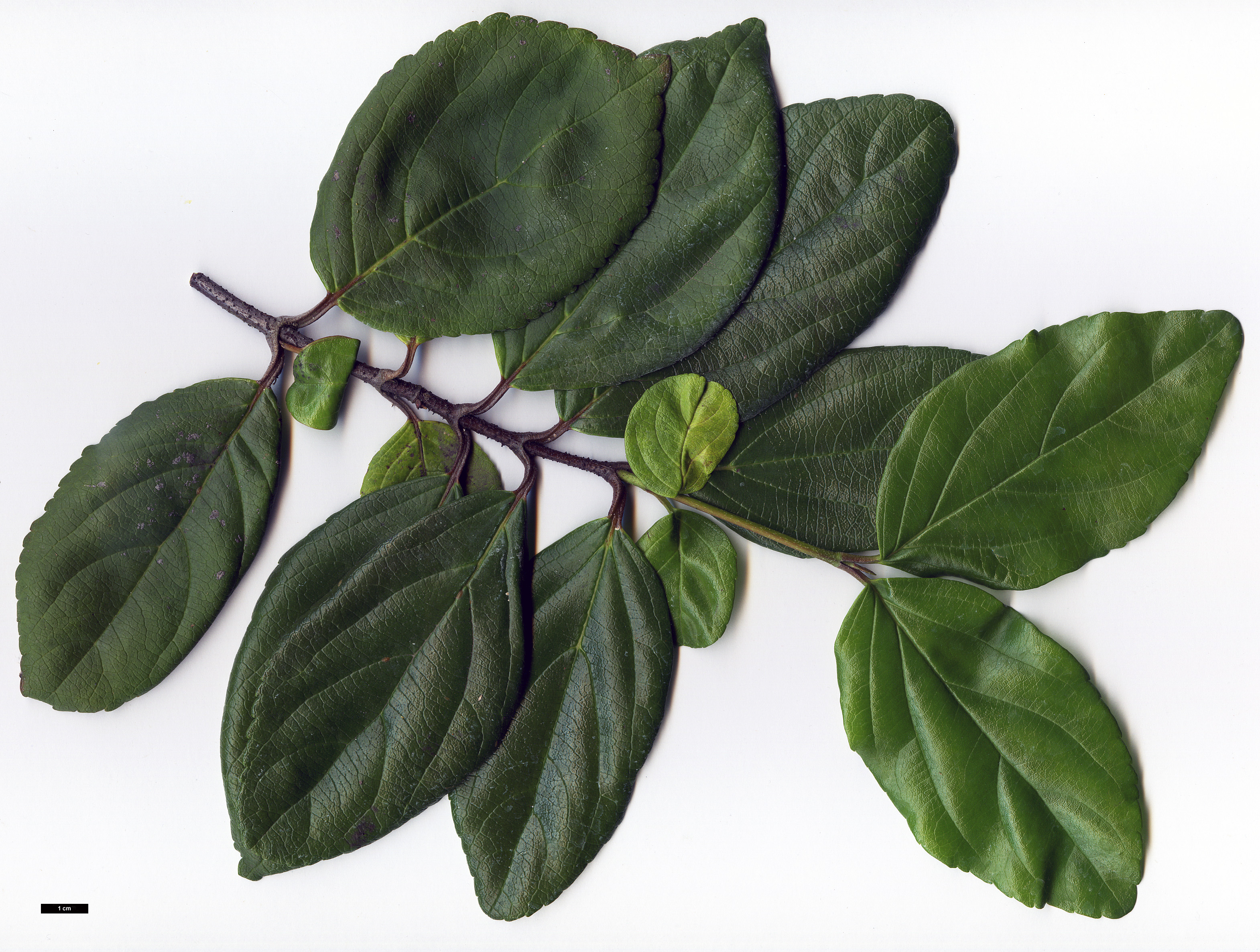 High resolution image: Family: Adoxaceae - Genus: Viburnum - Taxon: suspensum