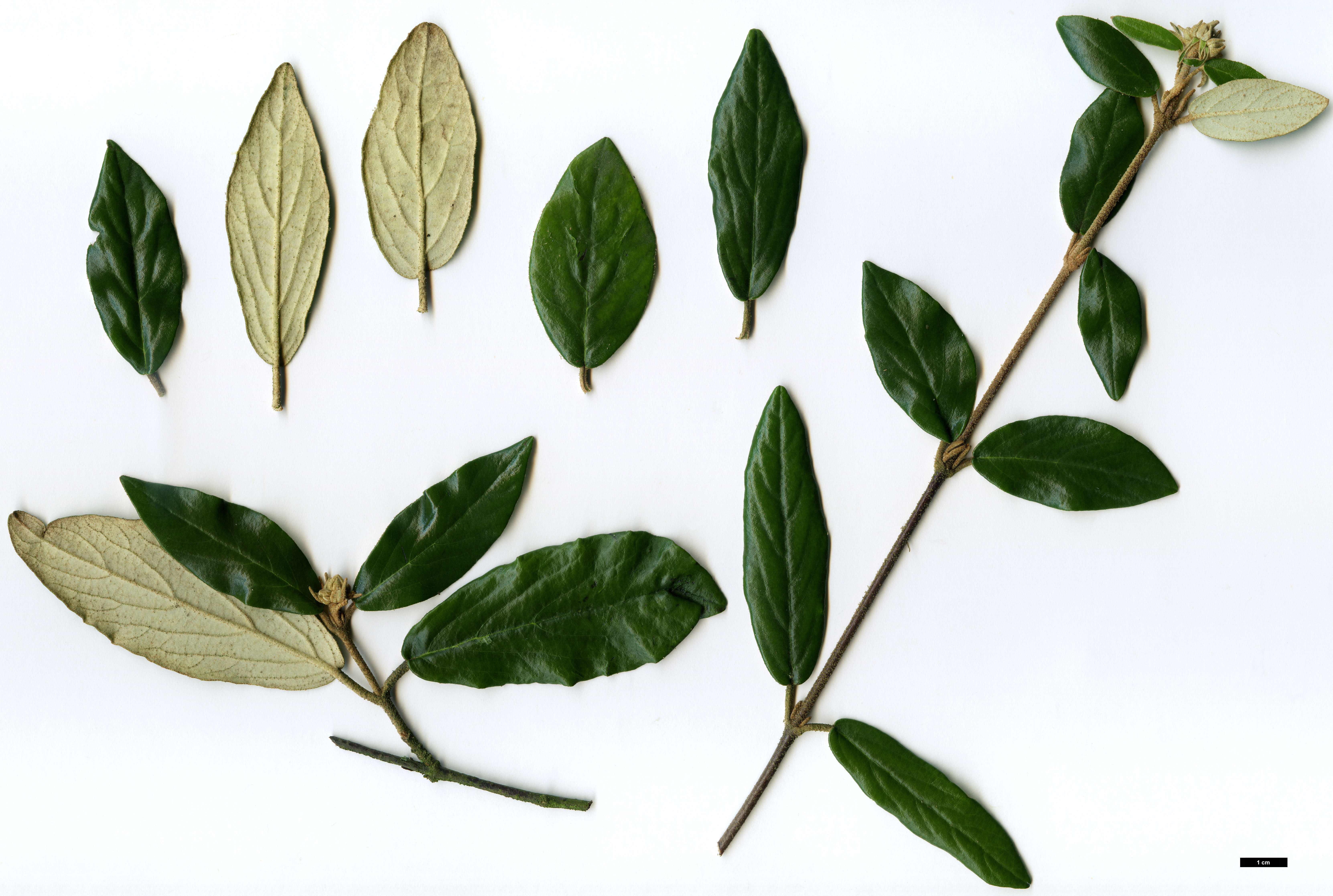 High resolution image: Family: Adoxaceae - Genus: Viburnum - Taxon: utile