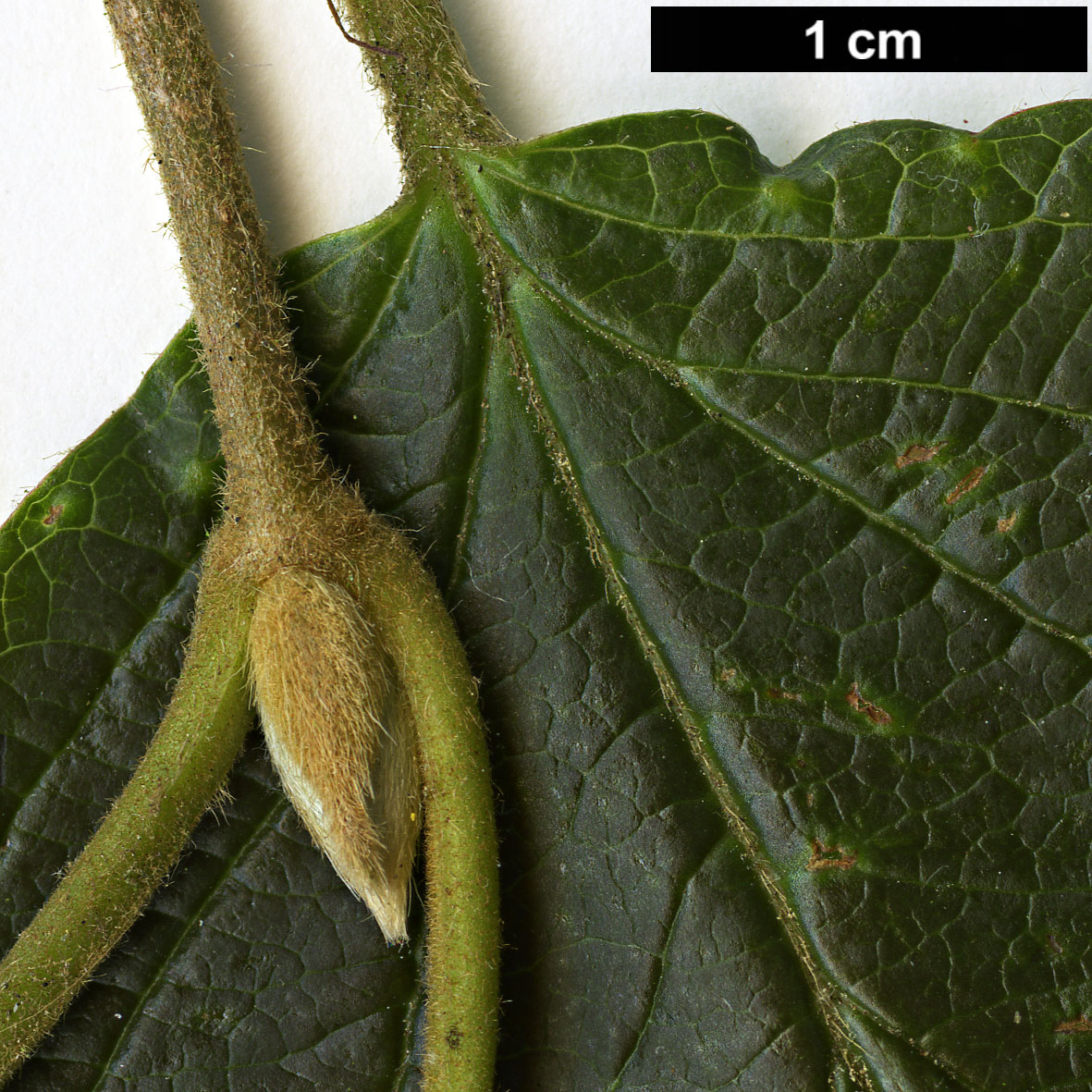 High resolution image: Family: Adoxaceae - Genus: Viburnum - Taxon: wilsonii