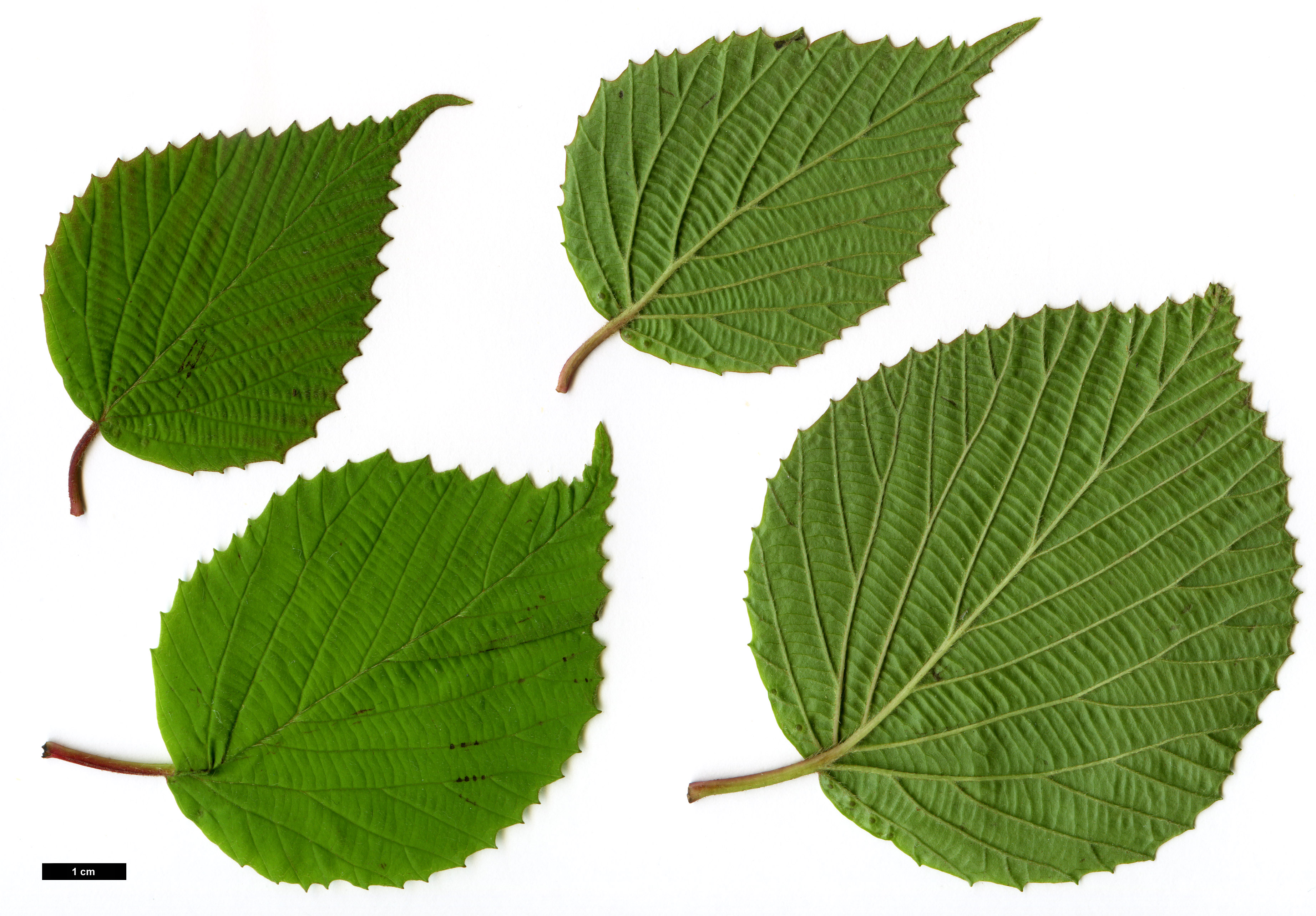 High resolution image: Family: Adoxaceae - Genus: Viburnum - Taxon: wrightii