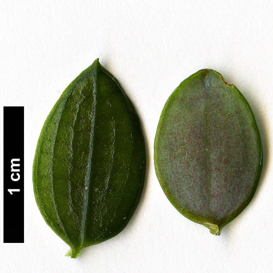 High resolution image: Family: Alstroemeriaceae - Genus: Luzuriaga - Taxon: polyphylla