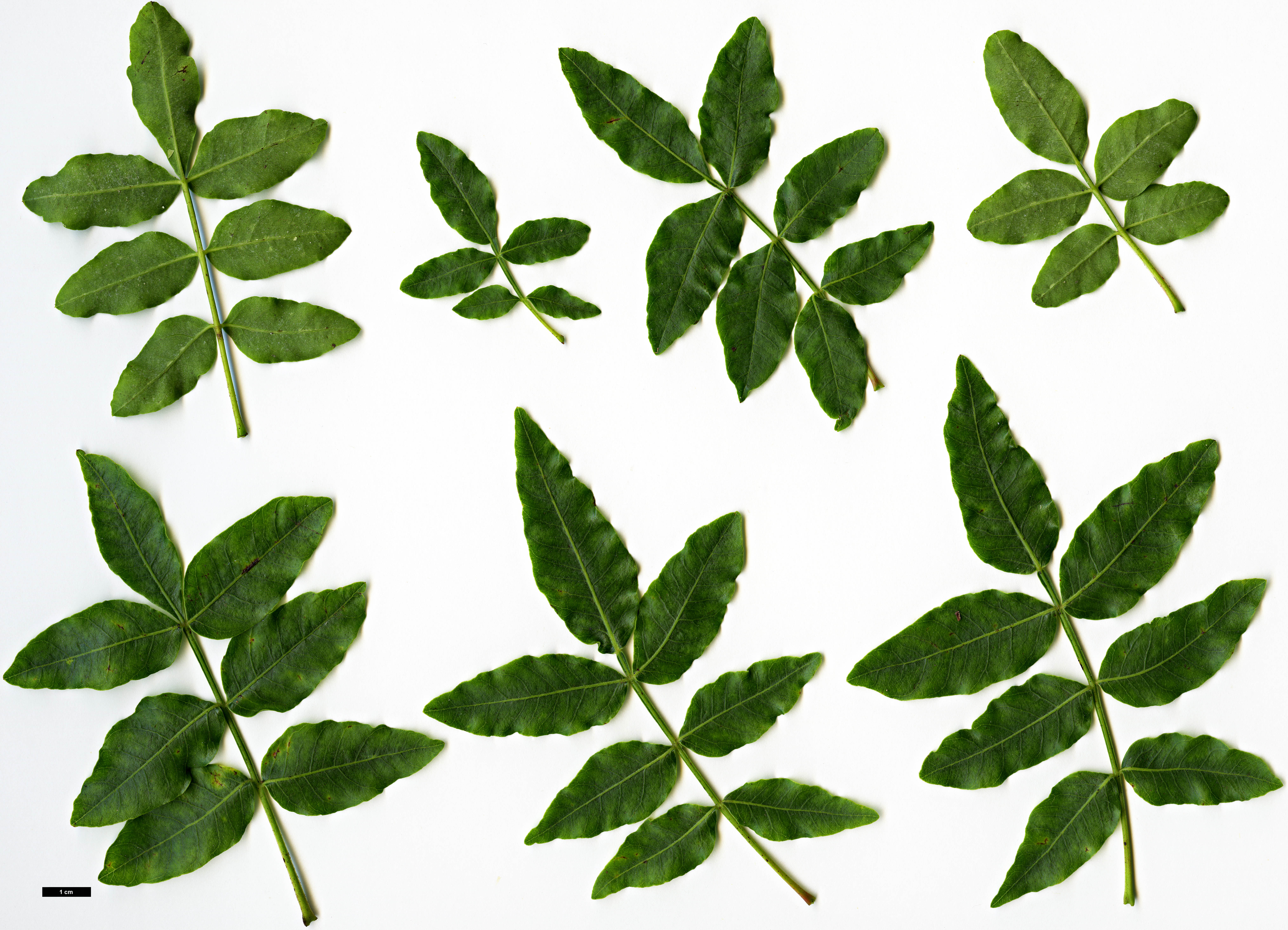 High resolution image: Family: Anacardiaceae - Genus: Pistacia - Taxon: terebinthus