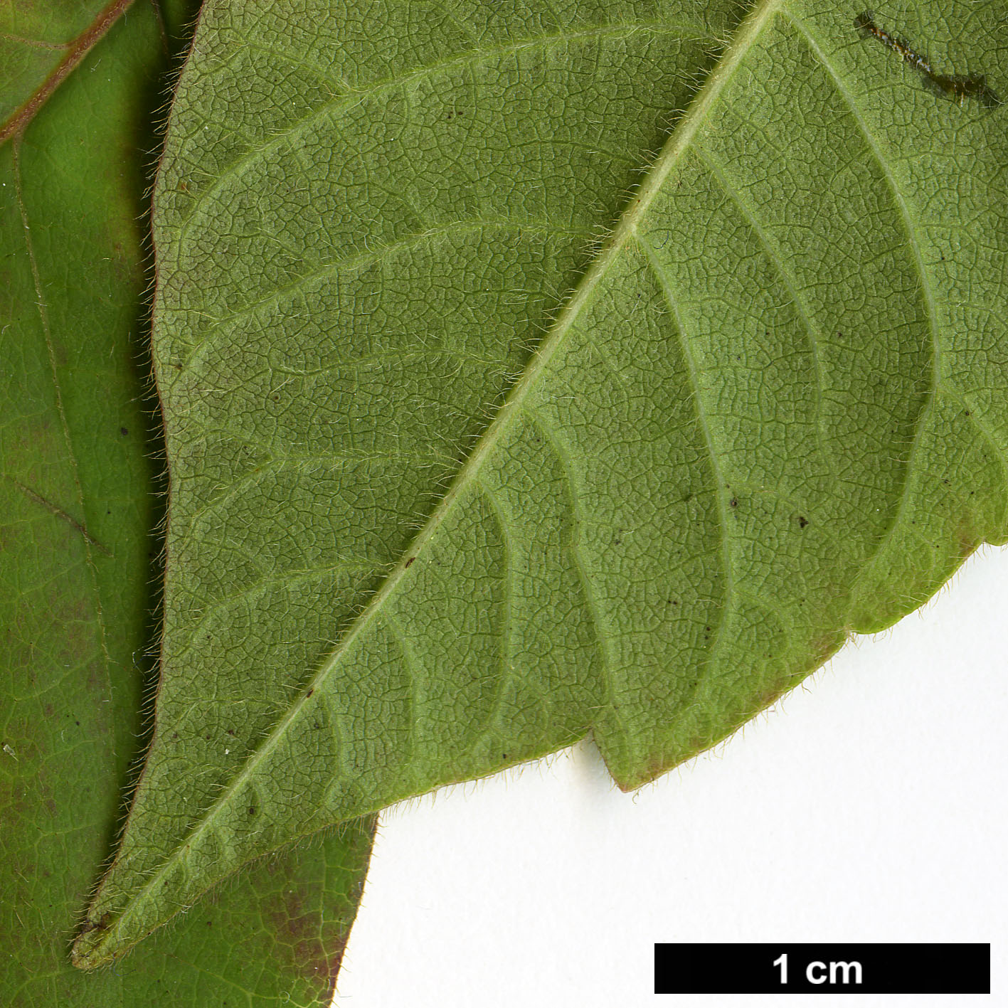 High resolution image: Family: Anacardiaceae - Genus: Rhus - Taxon: radicans