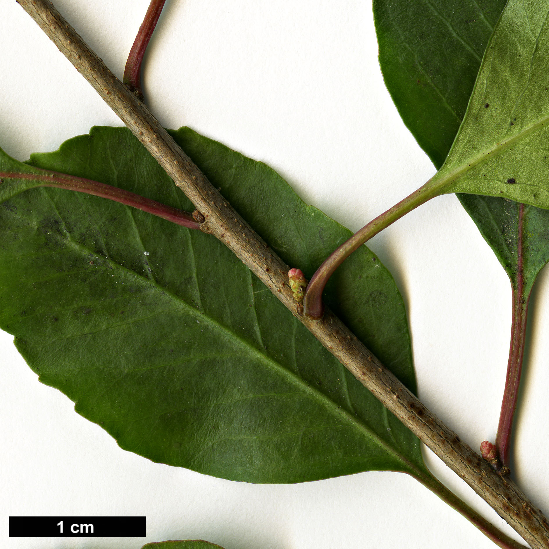 High resolution image: Family: Anacardiaceae - Genus: Schinus - Taxon: patagonicus