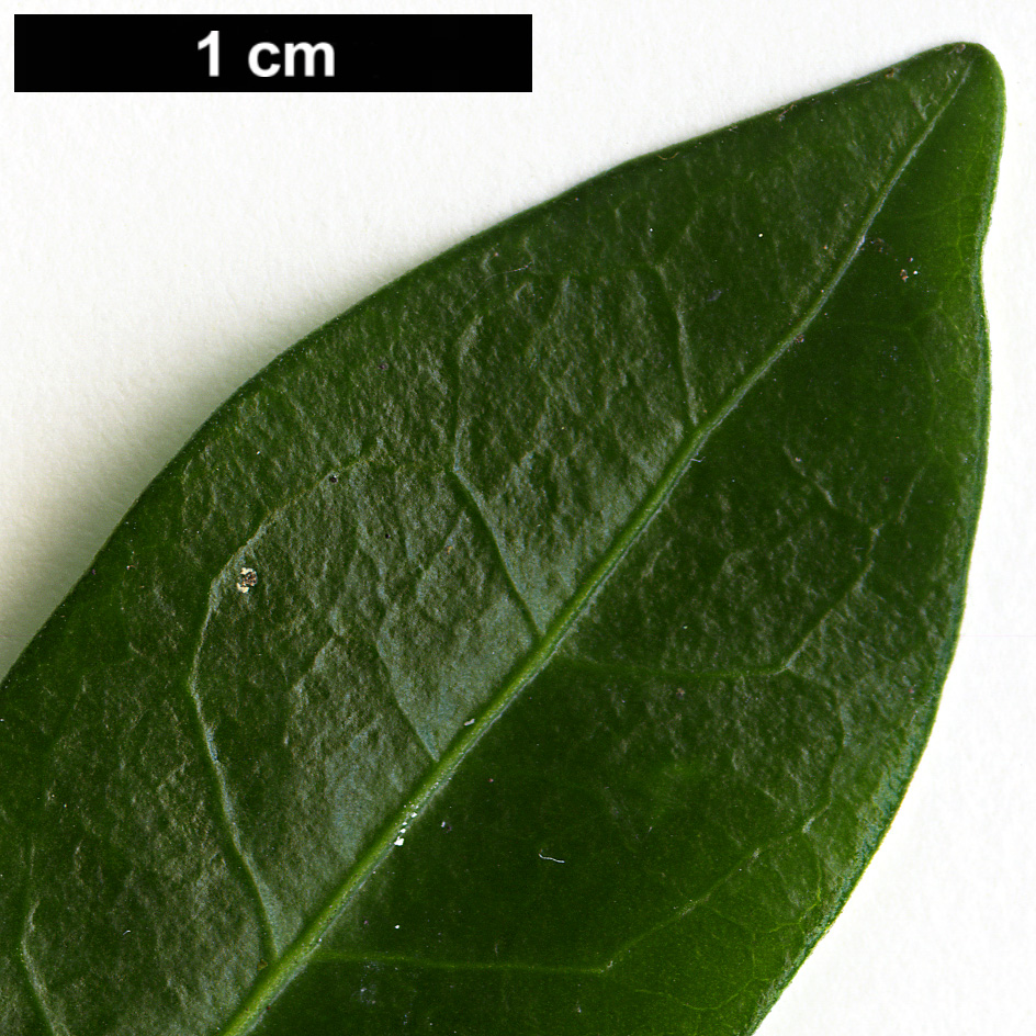 High resolution image: Family: Apocynaceae - Genus: Vinca - Taxon: minor