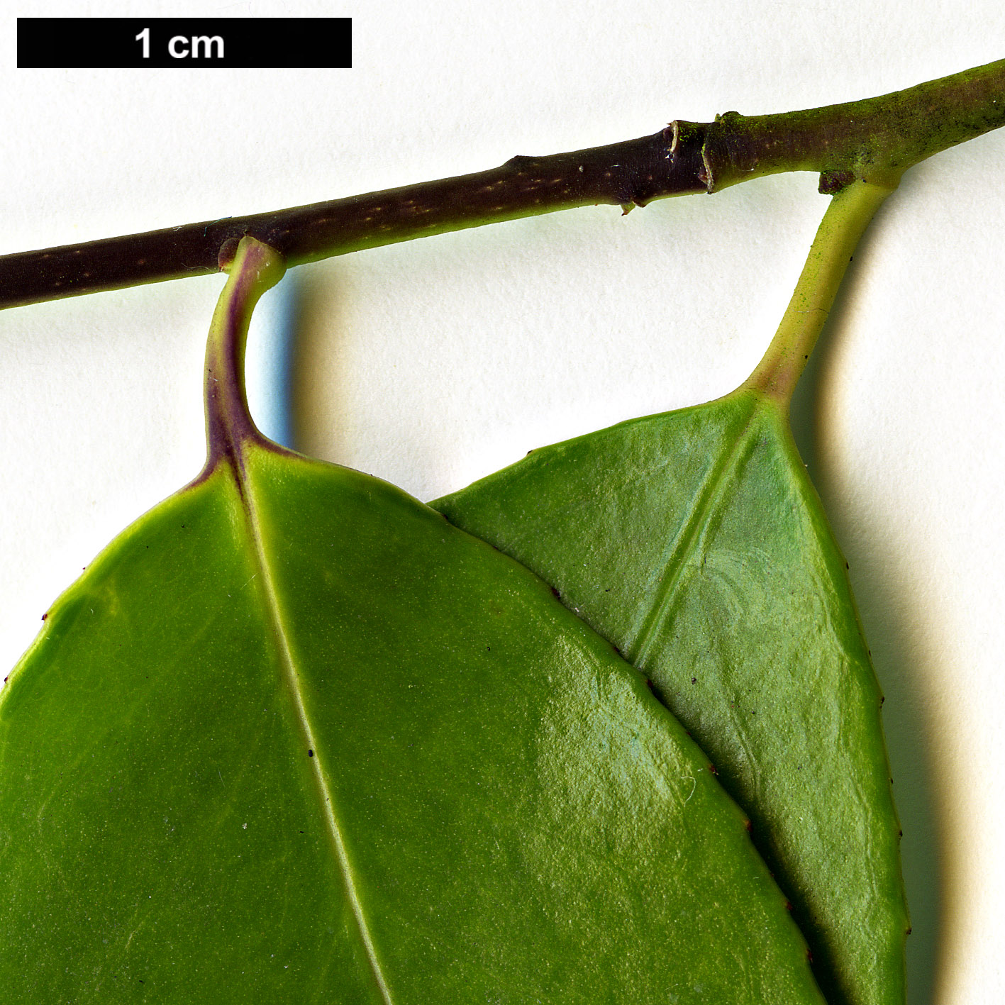 High resolution image: Family: Aquifoliaceae - Genus: Ilex - Taxon: brachyphylla