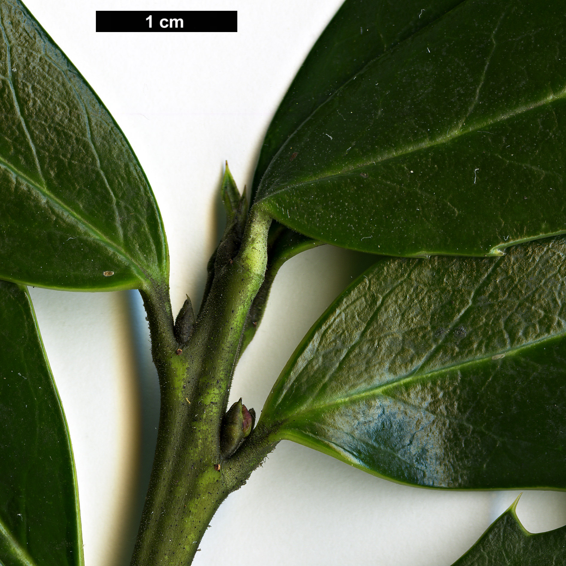 High resolution image: Family: Aquifoliaceae - Genus: Ilex - Taxon: colchica