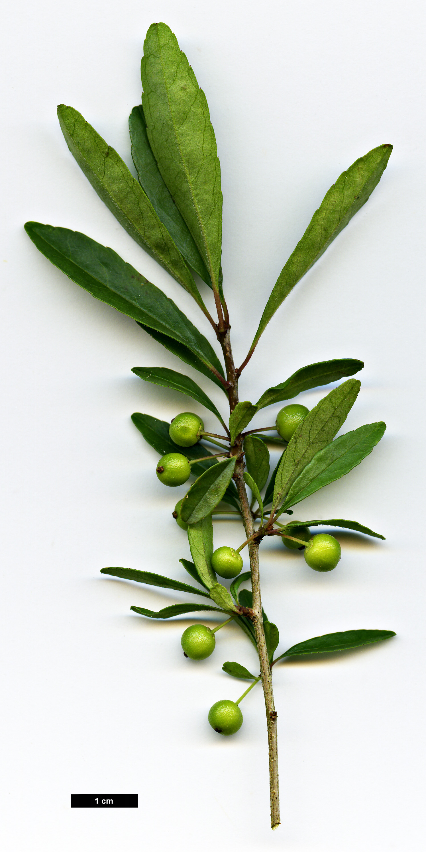 High resolution image: Family: Aquifoliaceae - Genus: Ilex - Taxon: curtisii