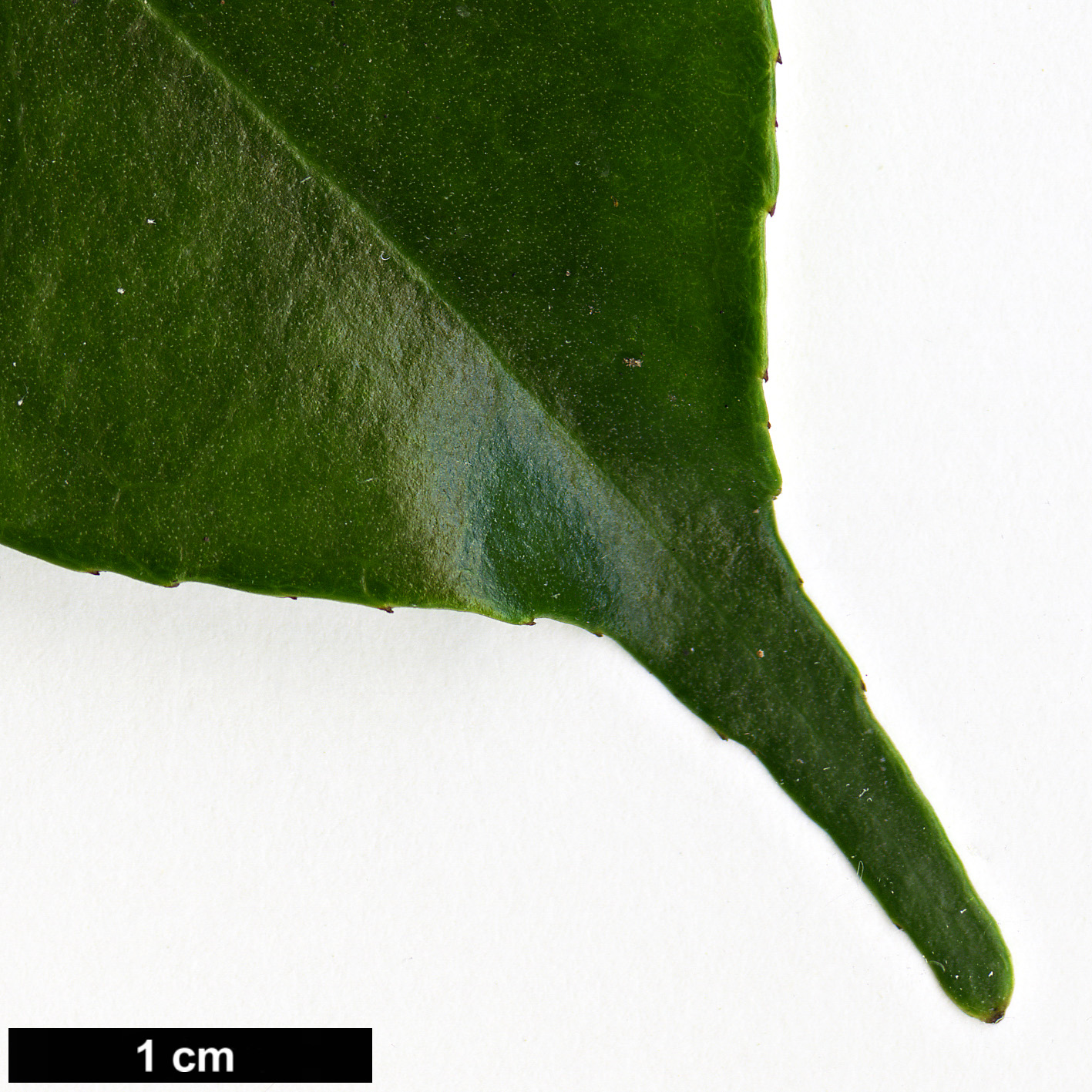 High resolution image: Family: Aquifoliaceae - Genus: Ilex - Taxon: ficoidea