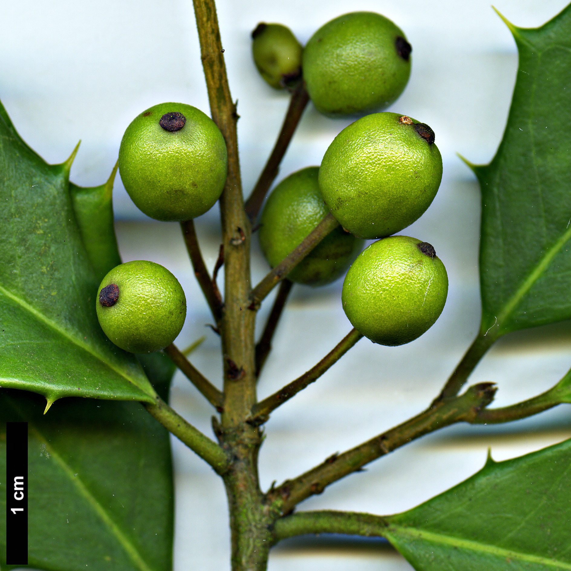 High resolution image: Family: Aquifoliaceae - Genus: Ilex - Taxon: opaca