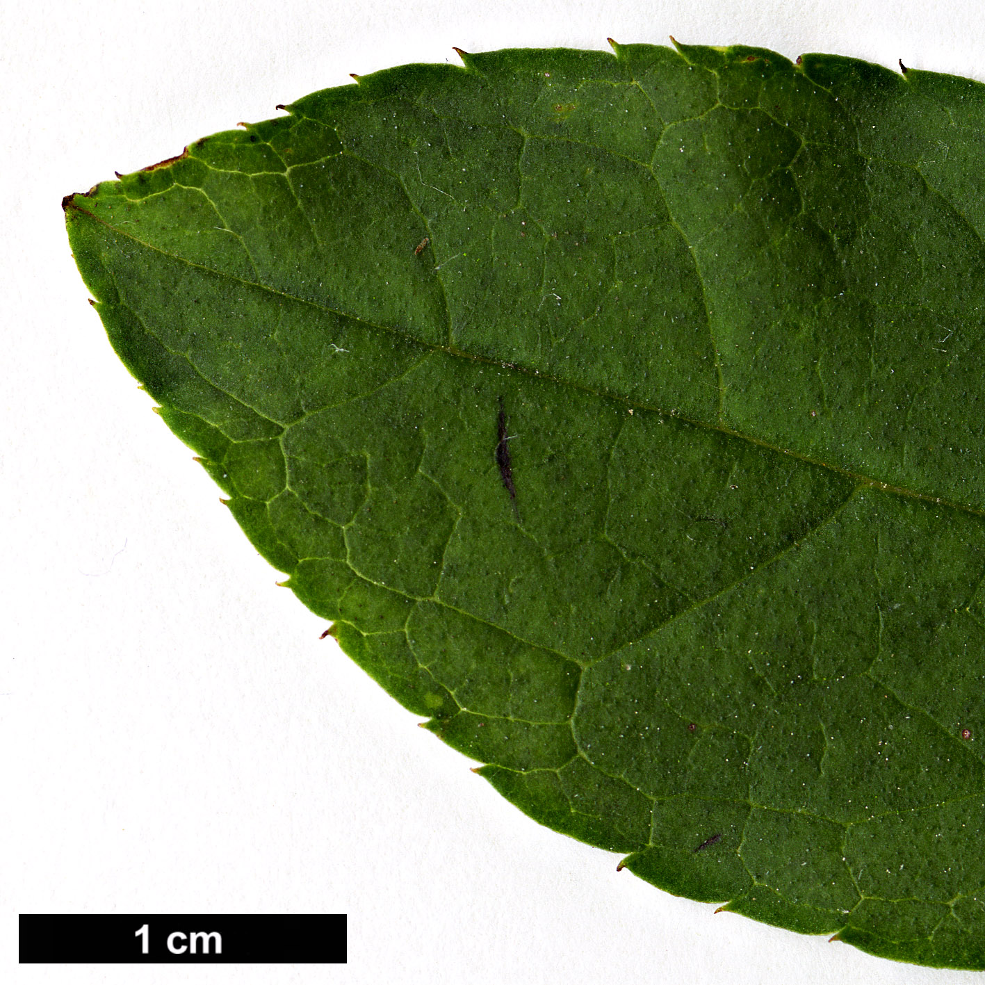 High resolution image: Family: Aquifoliaceae - Genus: Ilex - Taxon: phyllobolos