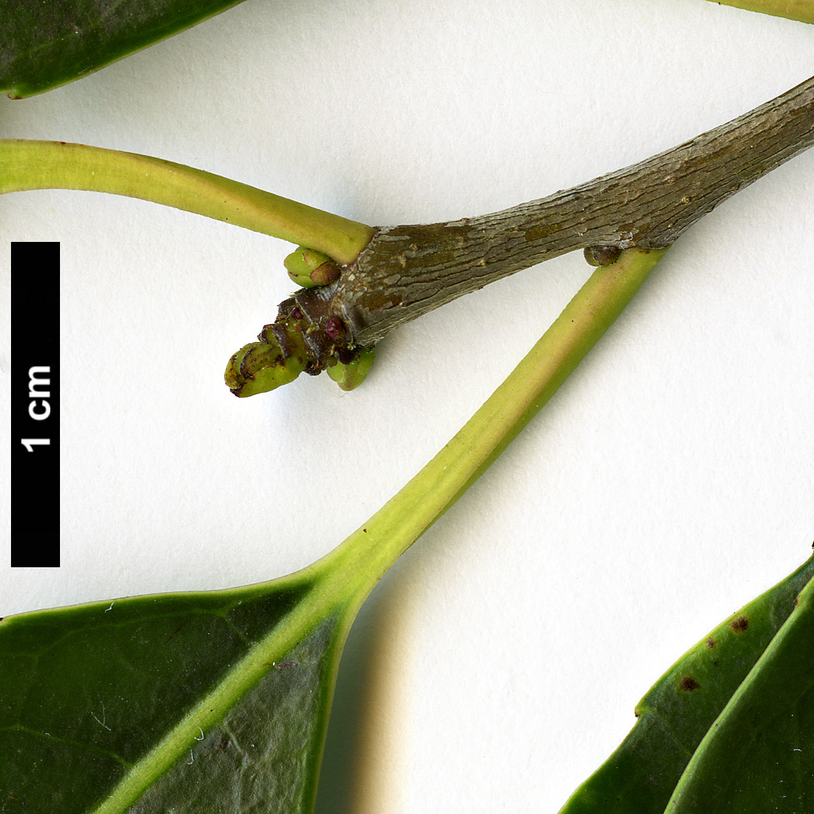 High resolution image: Family: Aquifoliaceae - Genus: Ilex - Taxon: purpurea