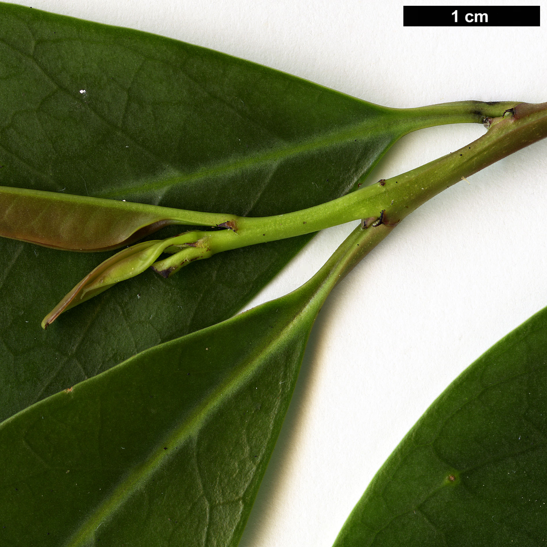 High resolution image: Family: Aquifoliaceae - Genus: Ilex - Taxon: rotunda