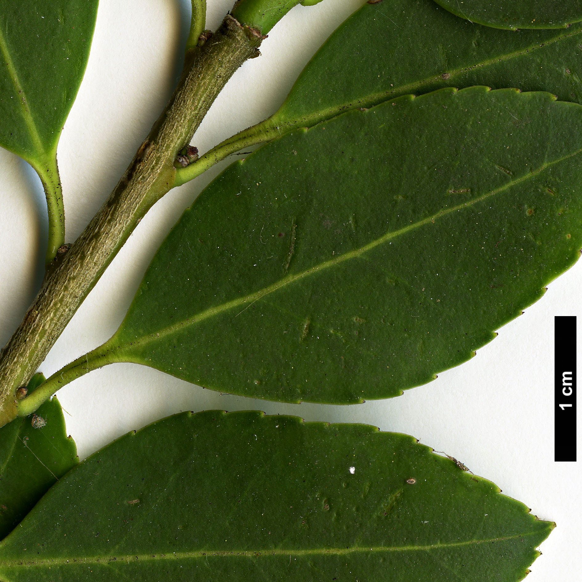High resolution image: Family: Aquifoliaceae - Genus: Ilex - Taxon: shennongjiaensis