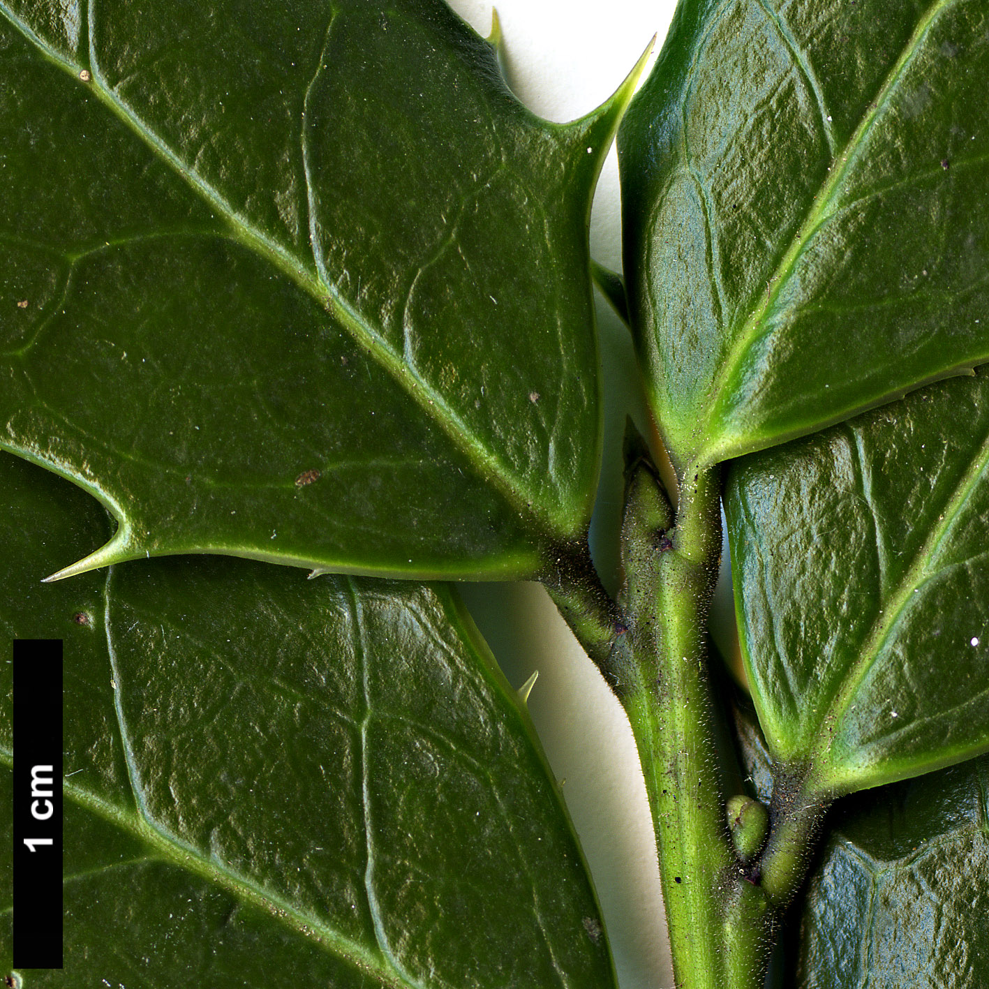 High resolution image: Family: Aquifoliaceae - Genus: Ilex - Taxon: spinigera