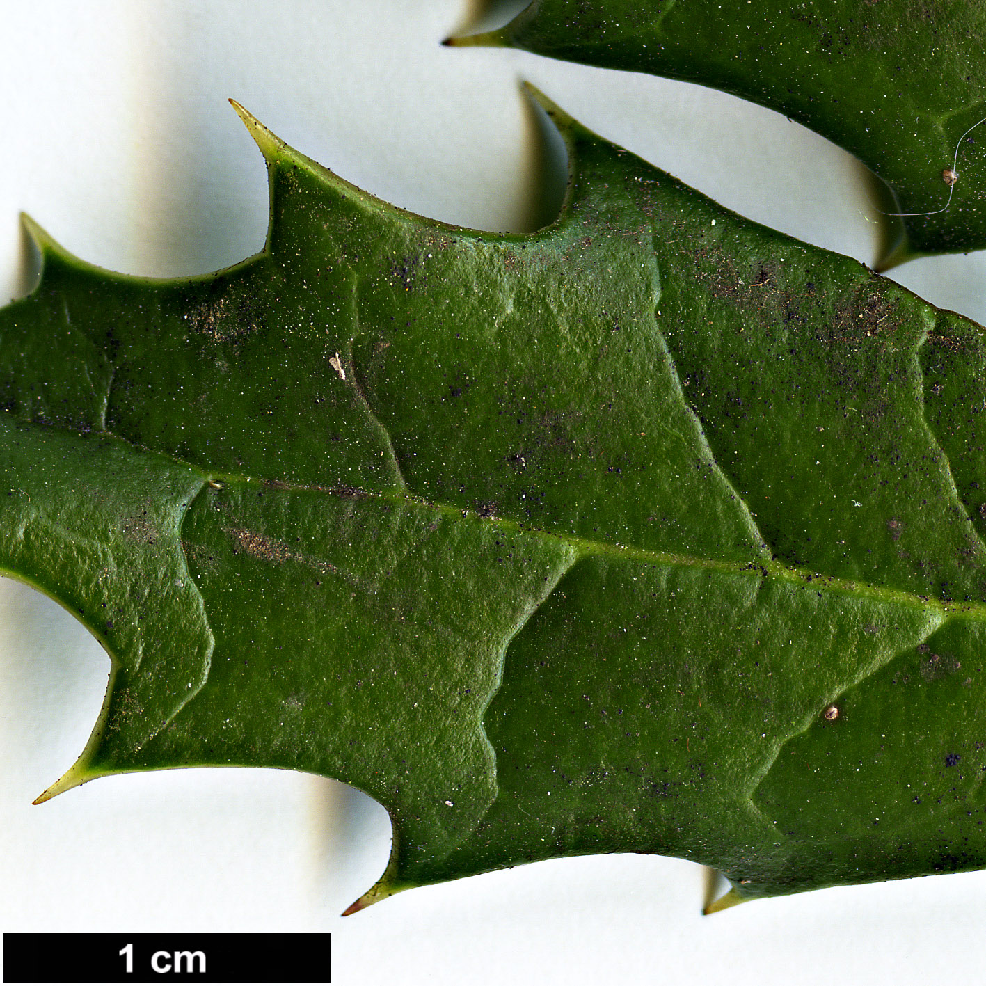High resolution image: Family: Aquifoliaceae - Genus: Ilex - Taxon: spinigera