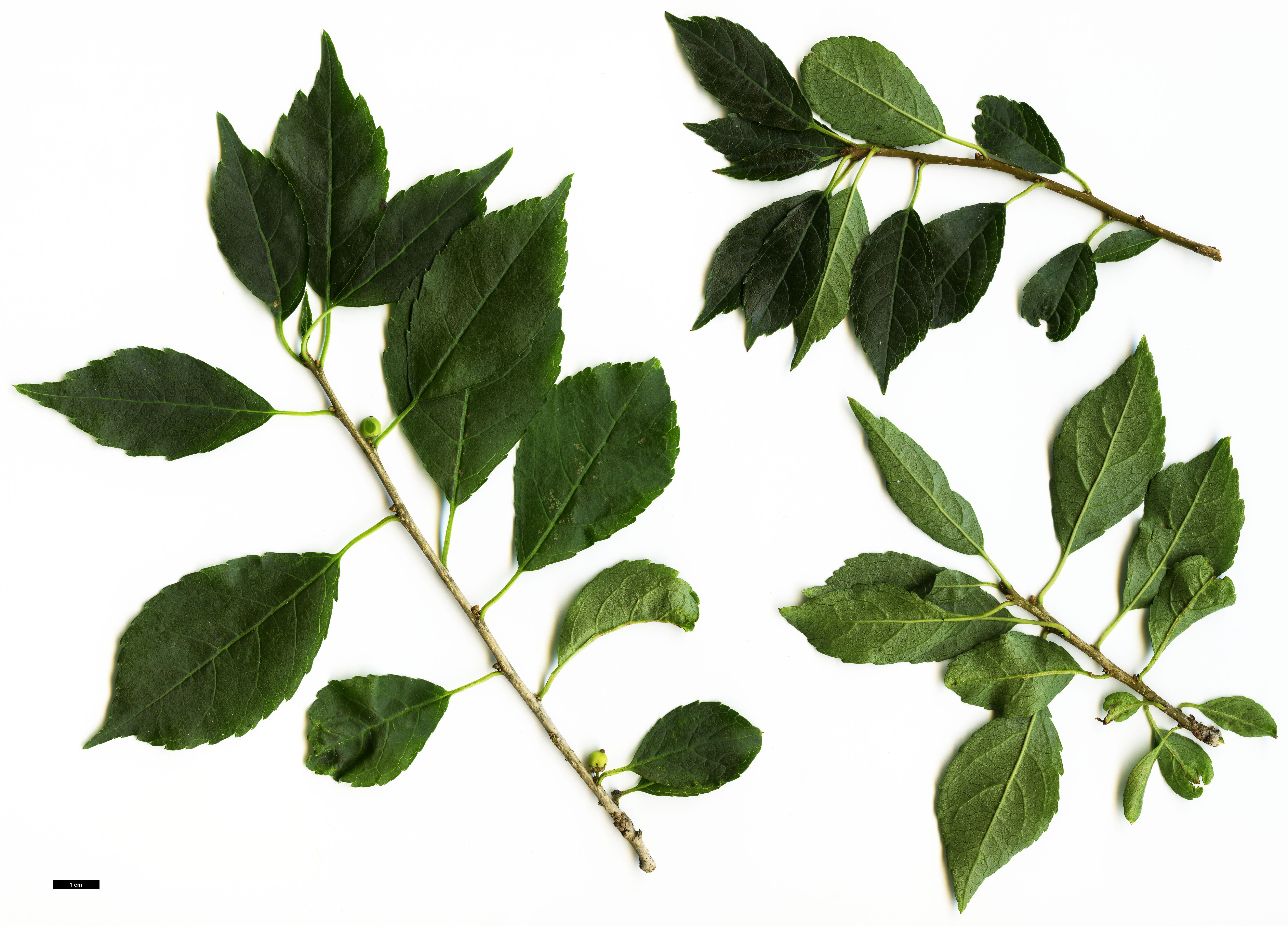 High resolution image: Family: Aquifoliaceae - Genus: Ilex - Taxon: verticillata
