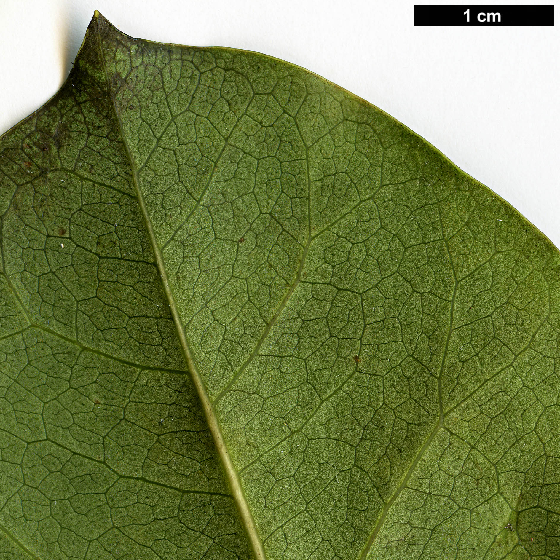 High resolution image: Family: Araliaceae - Genus: Dendropanax - Taxon: trifidus