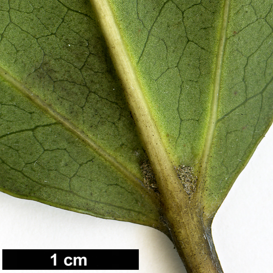 High resolution image: Family: Araliaceae - Genus: Dendropanax - Taxon: trifidus