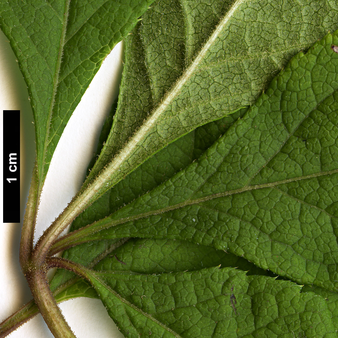 High resolution image: Family: Araliaceae - Genus: Eleutherococcus - Taxon: divaricatus