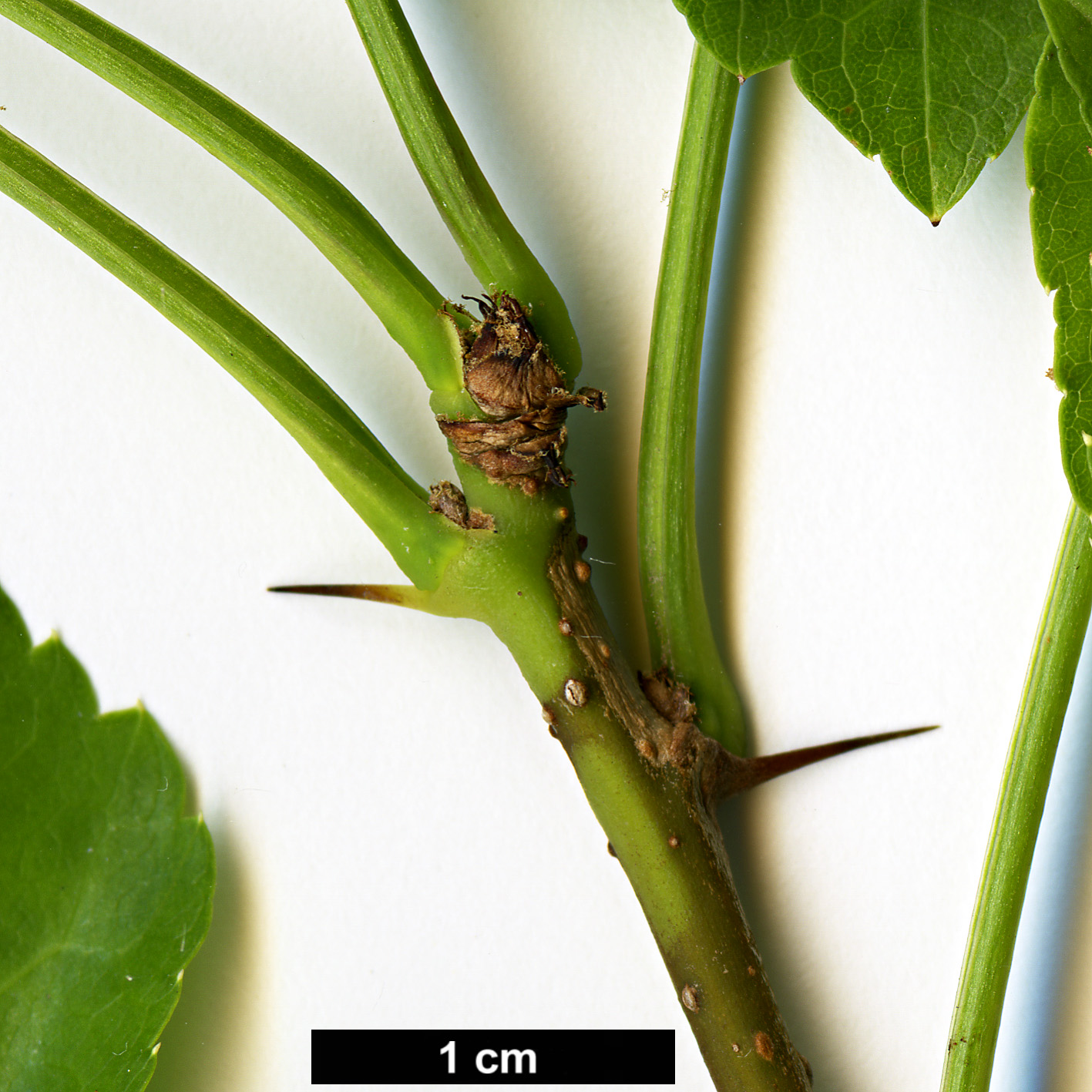 High resolution image: Family: Araliaceae - Genus: Eleutherococcus - Taxon: sieboldianus
