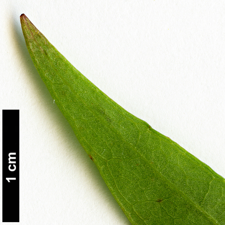 High resolution image: Family: Araliaceae - Genus: Metapanax - Taxon: delavayi