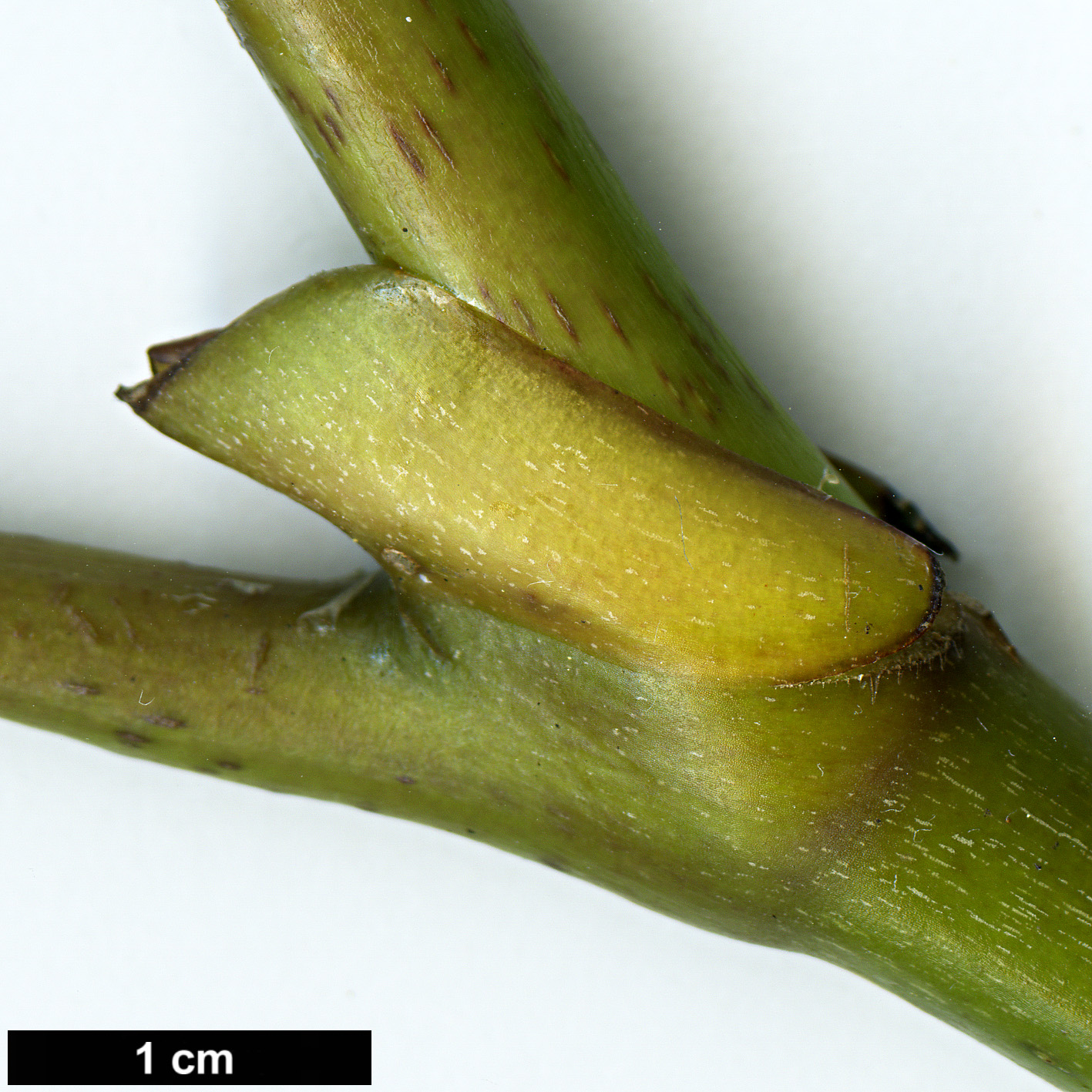 High resolution image: Family: Araliaceae - Genus: Neopanax - Taxon: arboreus