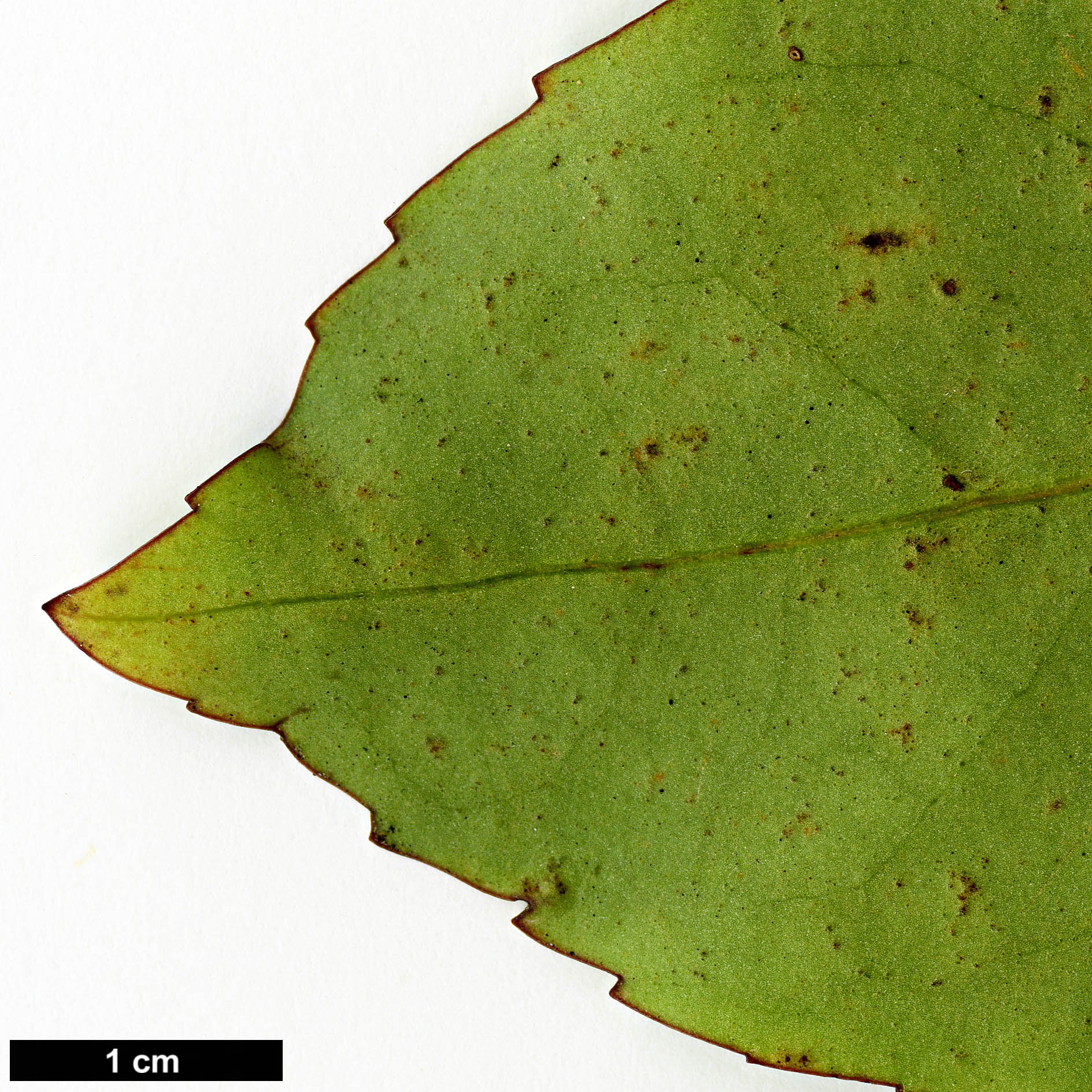 High resolution image: Family: Araliaceae - Genus: Neopanax - Taxon: arboreus