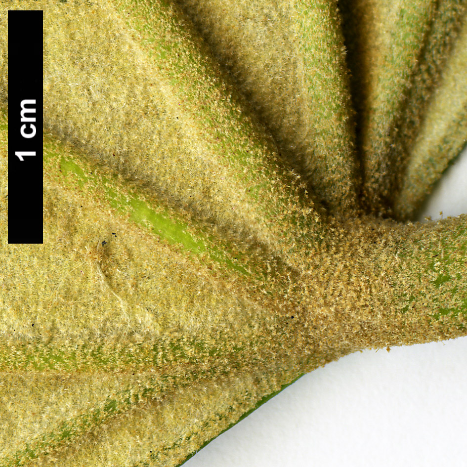 High resolution image: Family: Araliaceae - Genus: Sinopanax - Taxon: formosanus