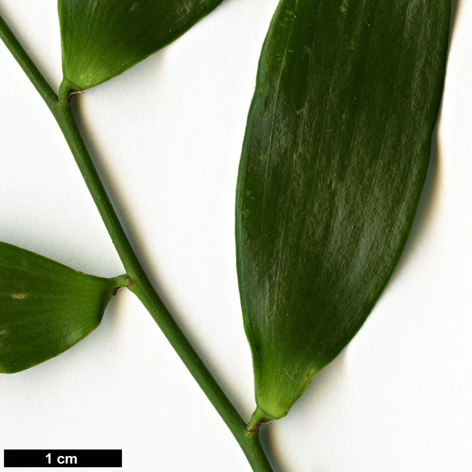 High resolution image: Family: Asparagaceae - Genus: Danae - Taxon: racemosa