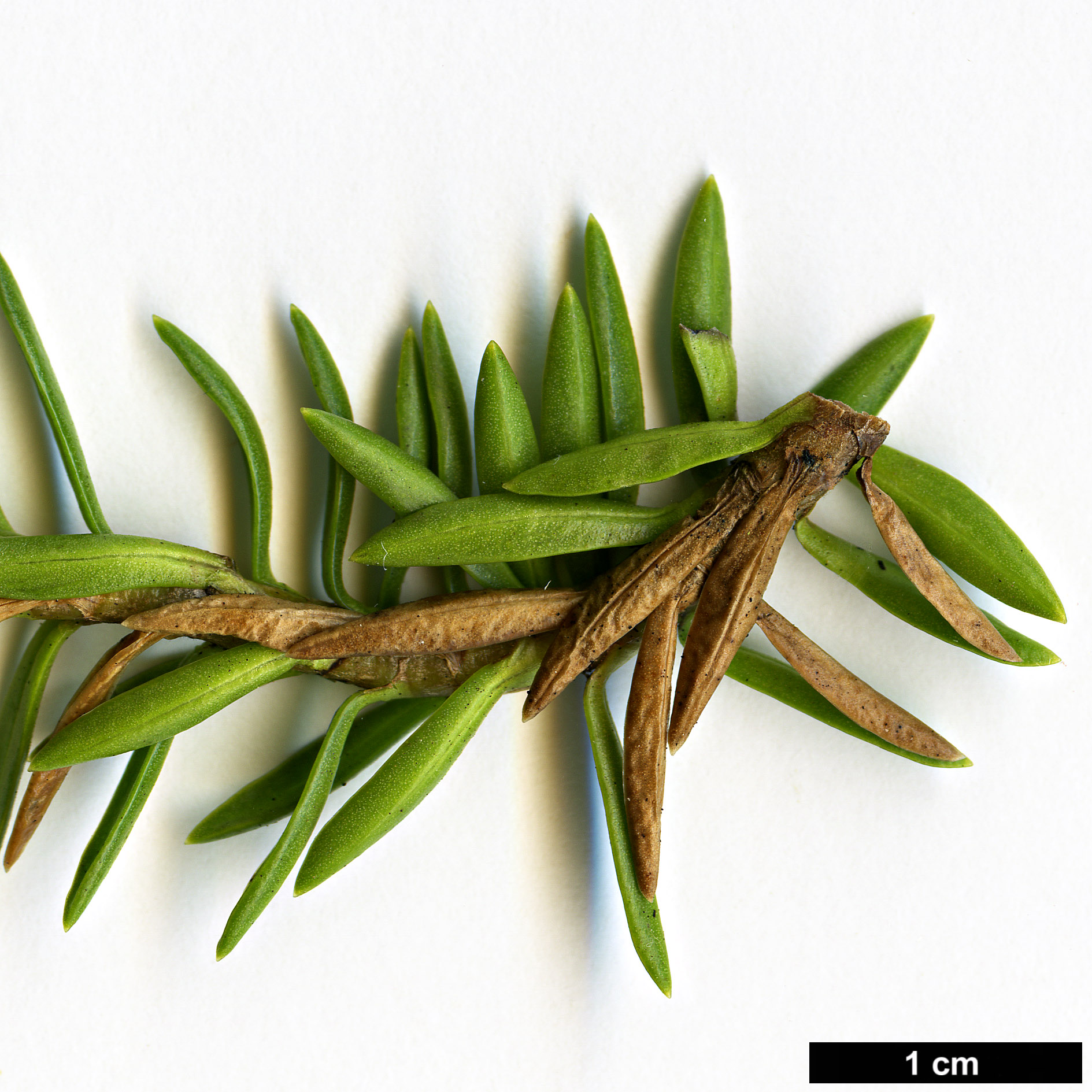 High resolution image: Family: Asteraceae - Genus: Euryops - Taxon: tysonii