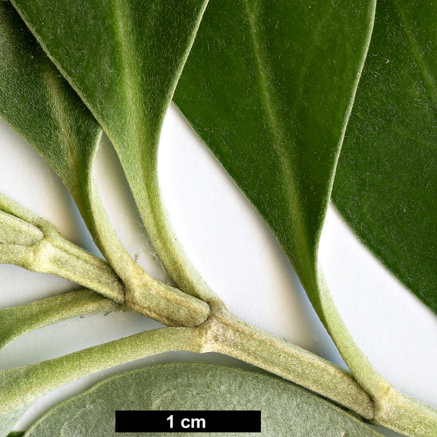 High resolution image: Family: Asteraceae - Genus: Olearia - Taxon: traversii
