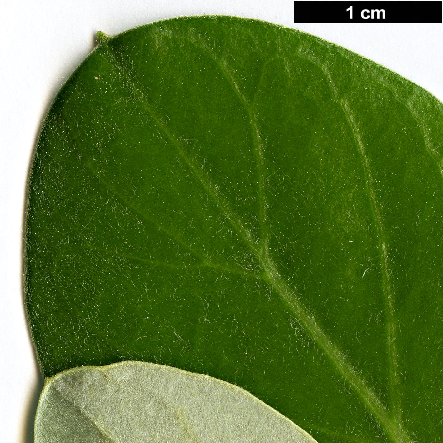 High resolution image: Family: Asteraceae - Genus: Olearia - Taxon: traversii